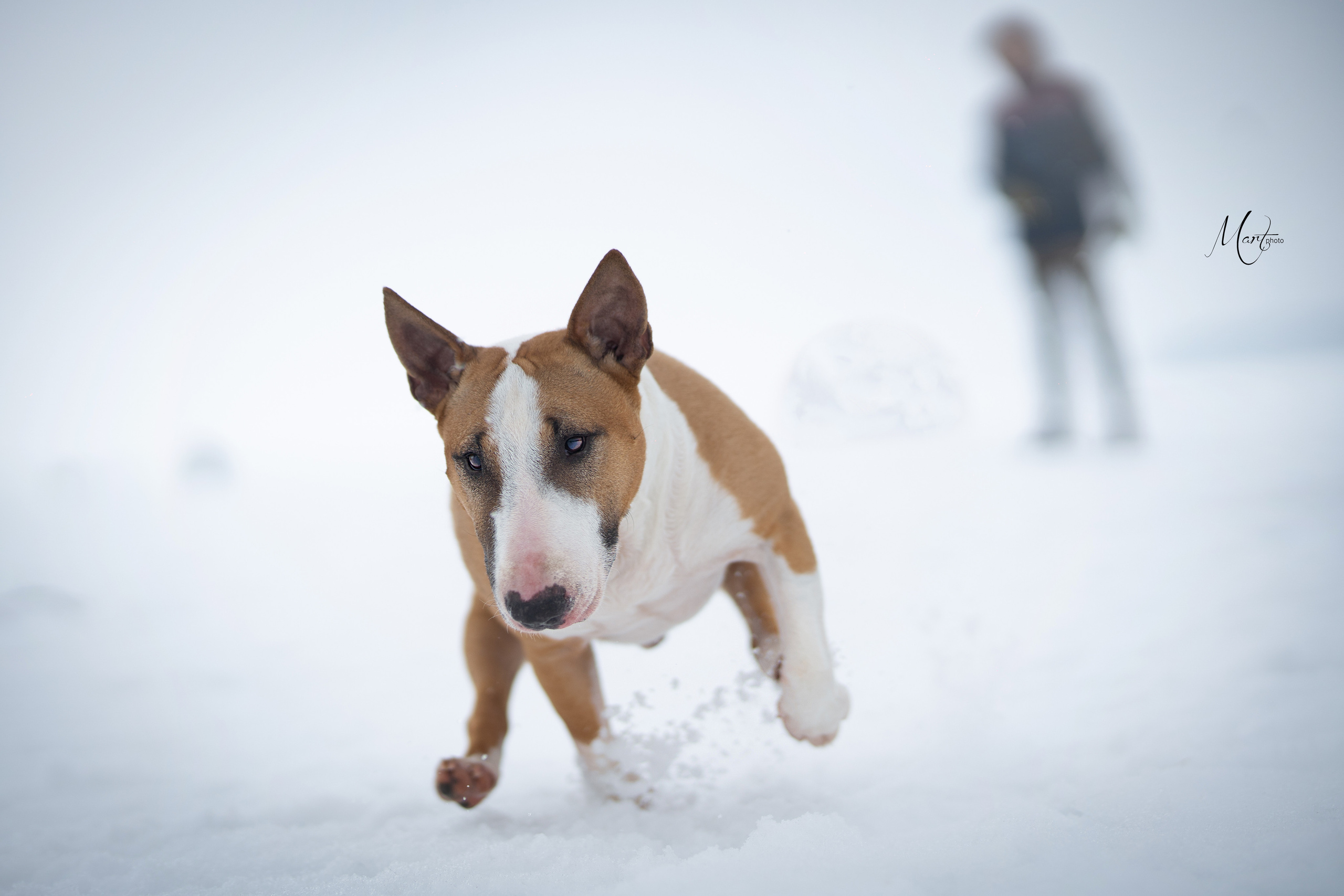 Пляж Финского залива в марте. Фотограф-анималист в Санкт-Петербурге Яна Мартынова