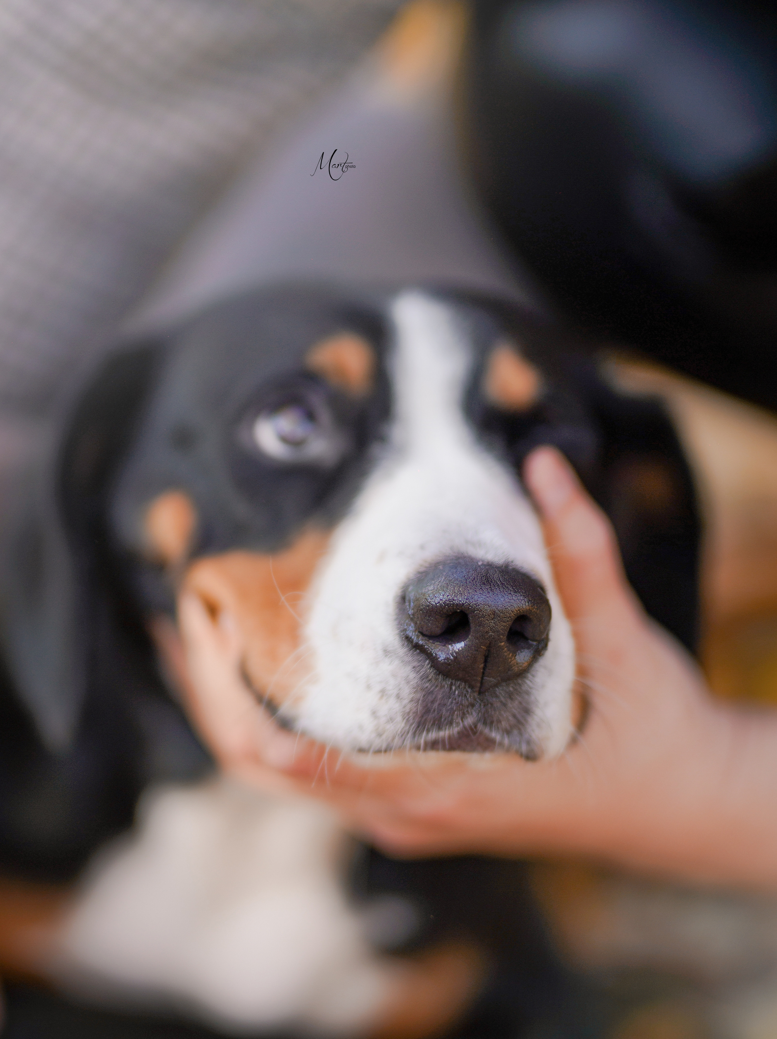 Ксения и Ванда. Фотограф-анималист в Санкт-Петербурге Яна Мартынова