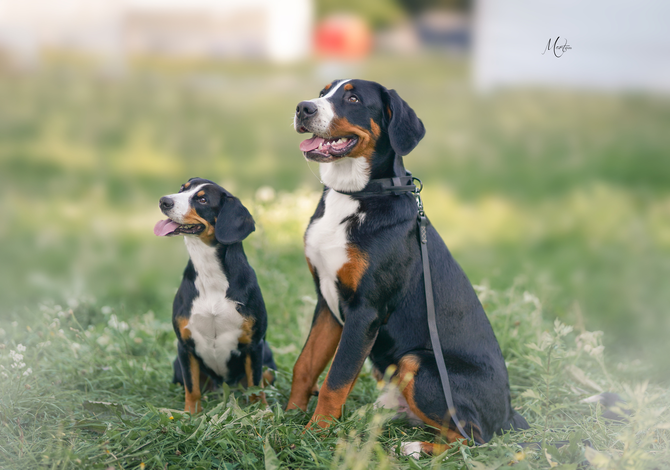 Услуги. Фотограф-анималист в Санкт-Петербурге Яна Мартынова
