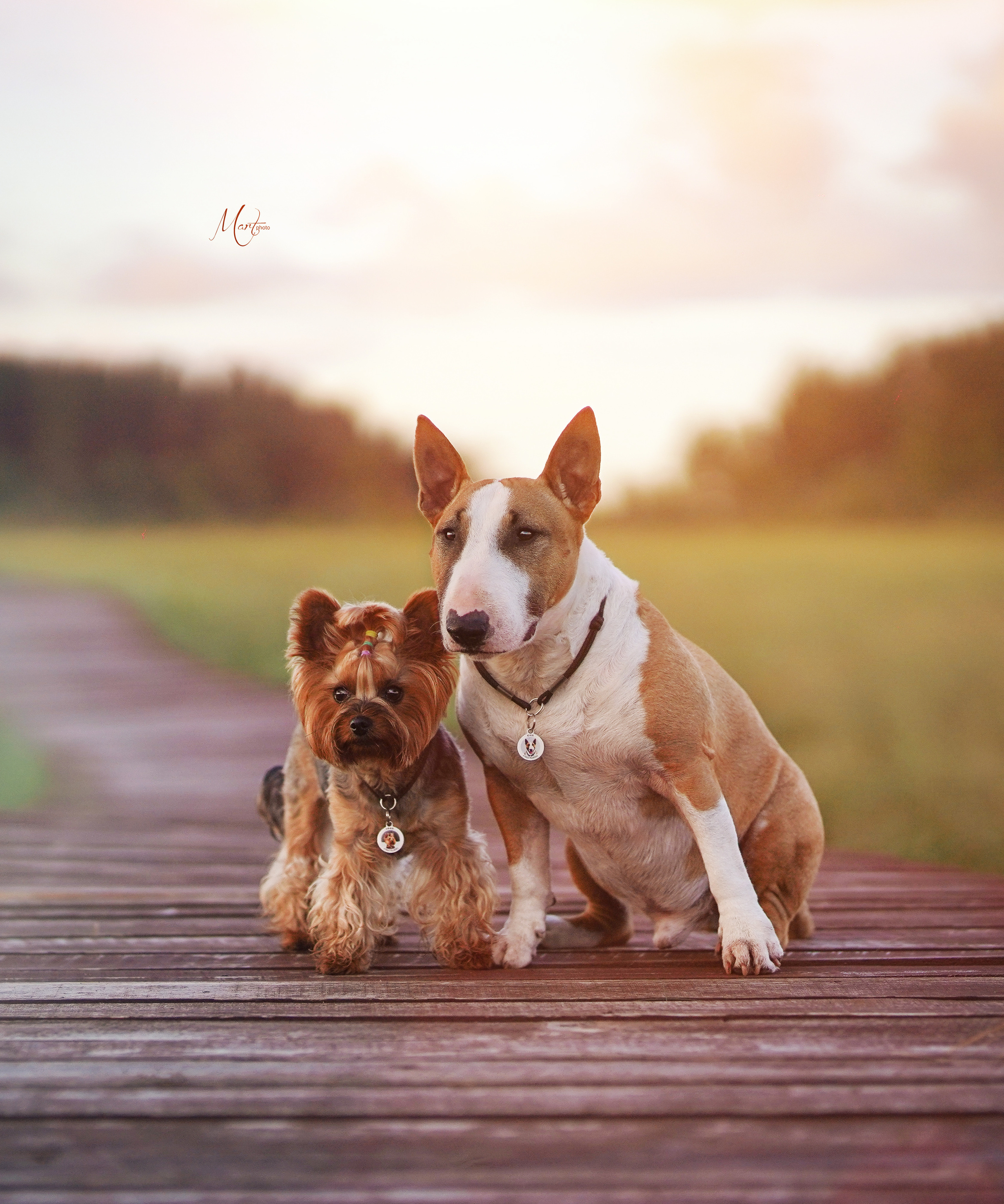 Сестрорецкое болото. Фотограф-анималист в Санкт-Петербурге Яна Мартынова