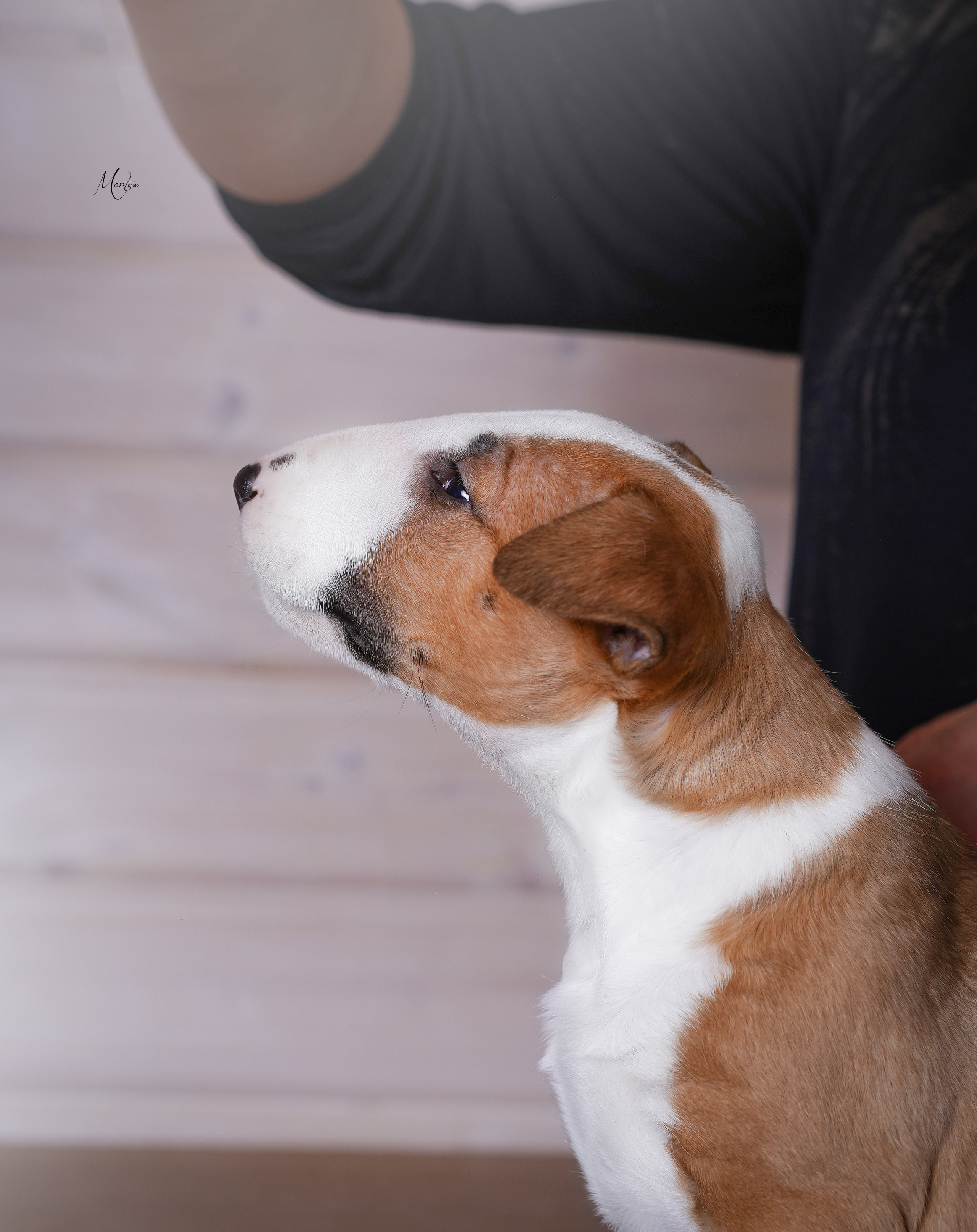 Щенки бультерьера. Фотограф-анималист в Санкт-Петербурге Яна Мартынова