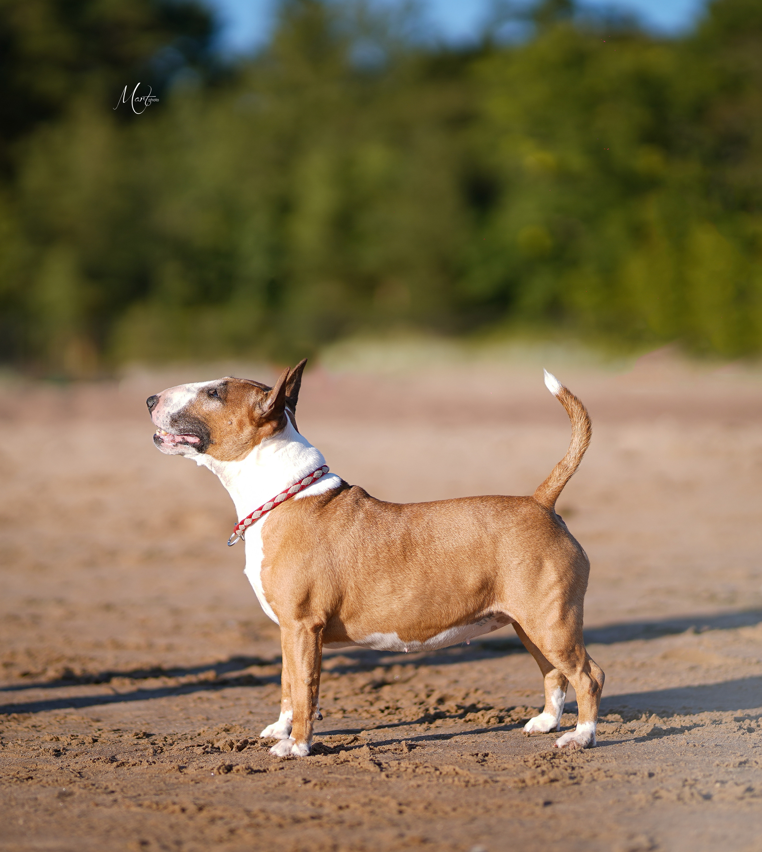 Моня, Оксана и Таисия. Фотограф-анималист в Санкт-Петербурге Яна Мартынова