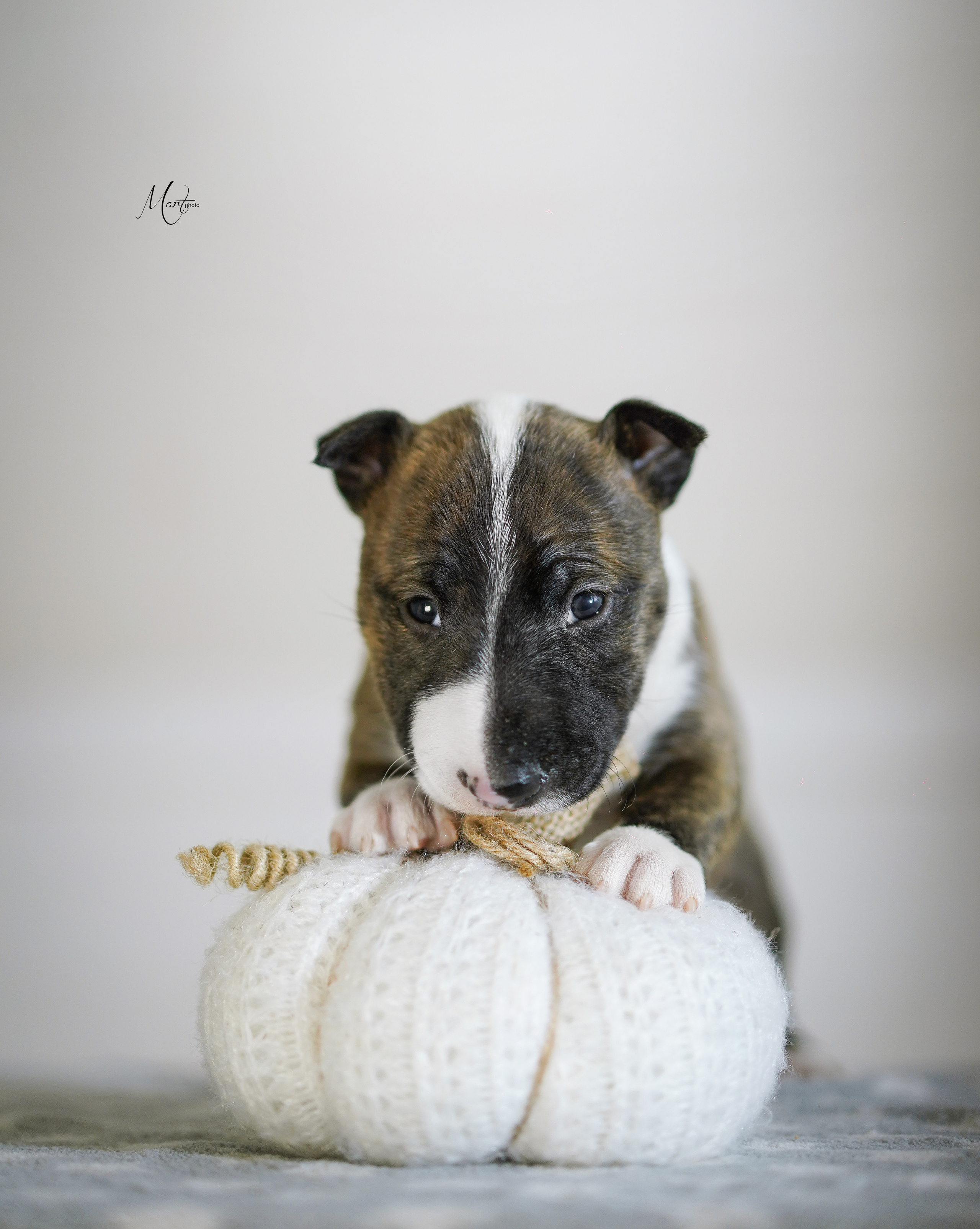 Щенки минибуля. Фотограф-анималист в Санкт-Петербурге Яна Мартынова