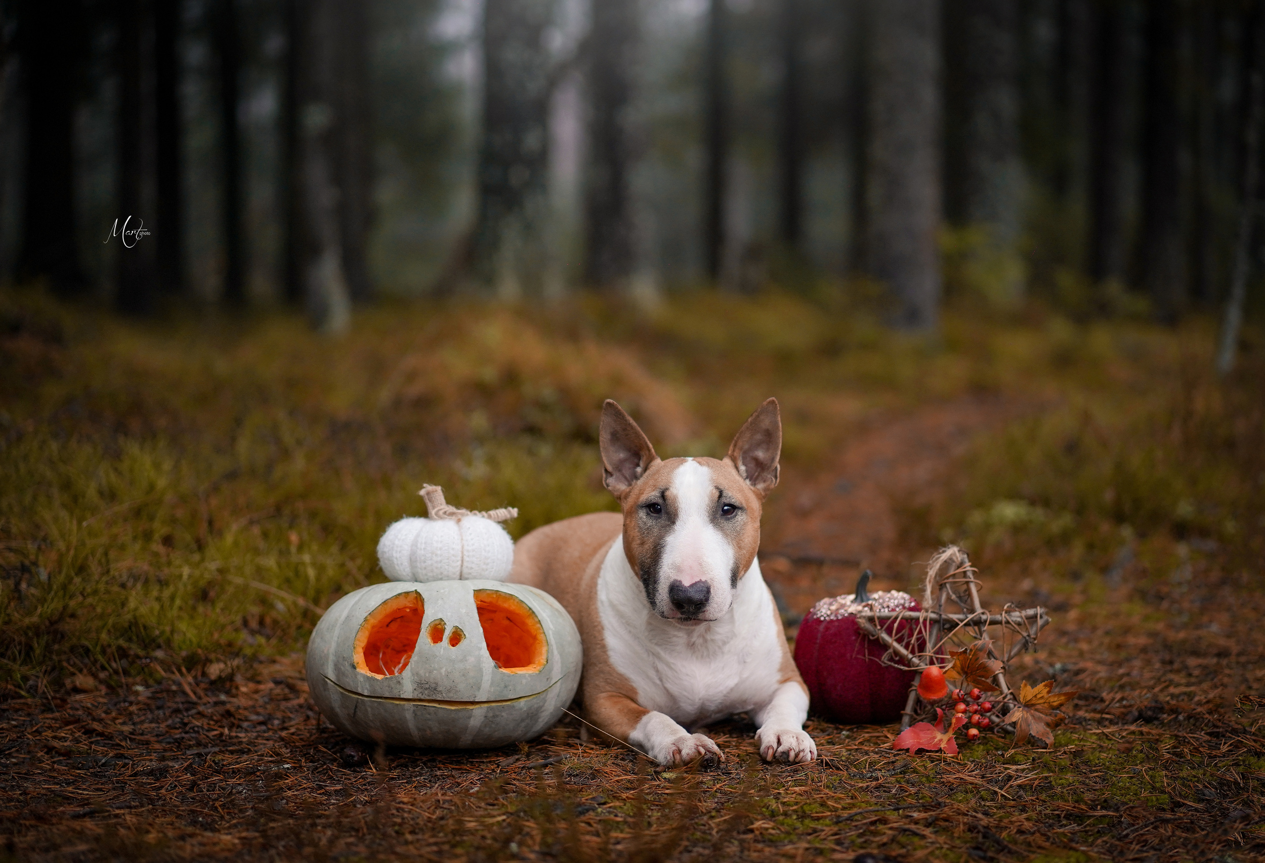 Хеллоуин 22. Фотограф-анималист в Санкт-Петербурге Яна Мартынова