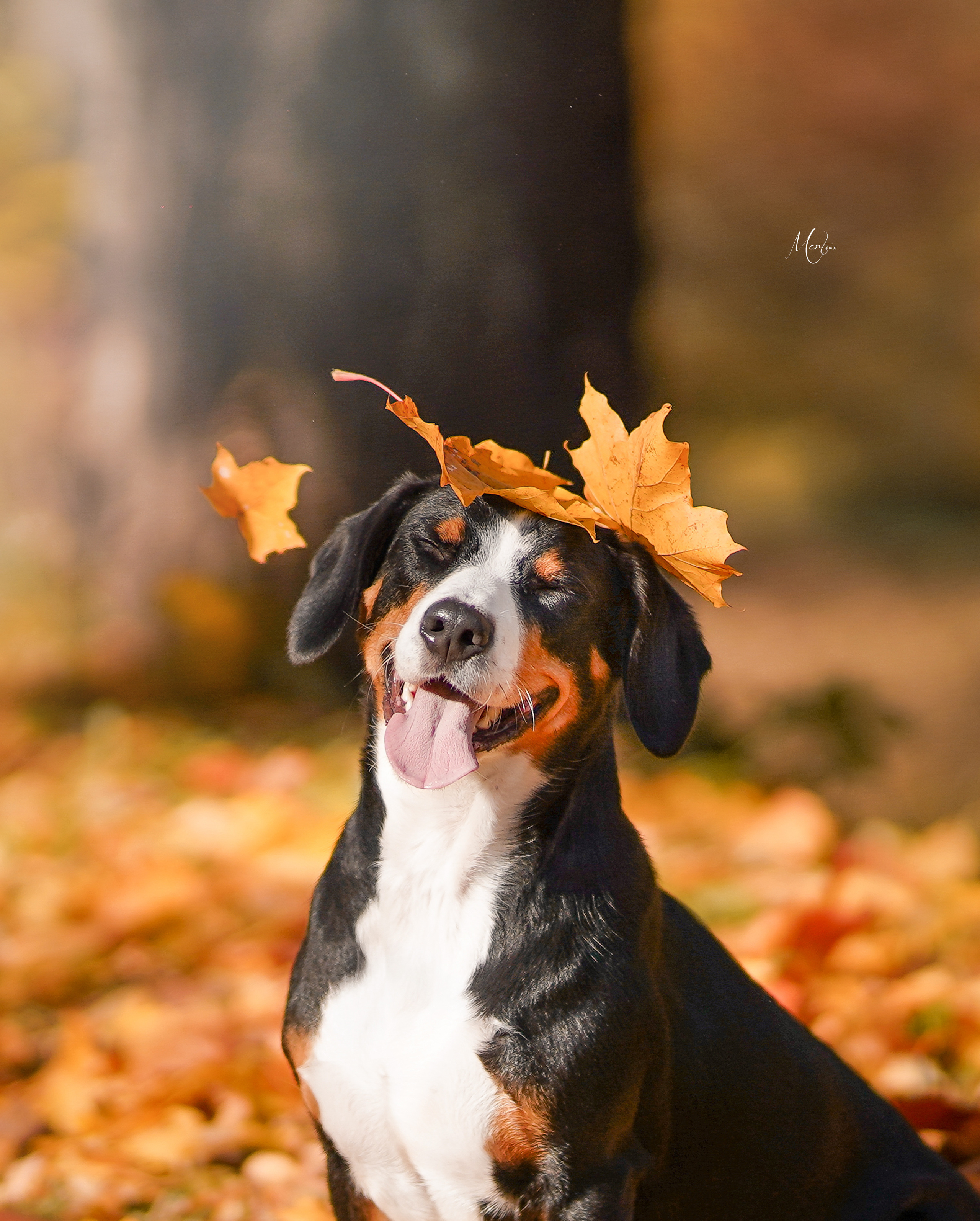 Ксения и Ванда. Фотограф-анималист в Санкт-Петербурге Яна Мартынова