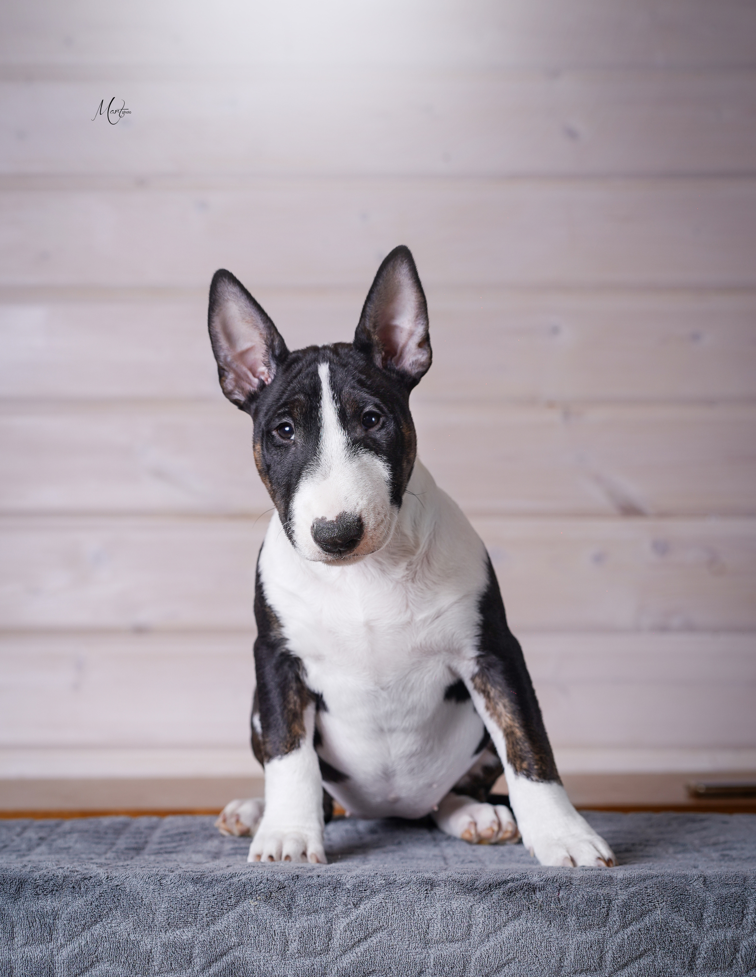 Щенки бультерьера. Фотограф-анималист в Санкт-Петербурге Яна Мартынова