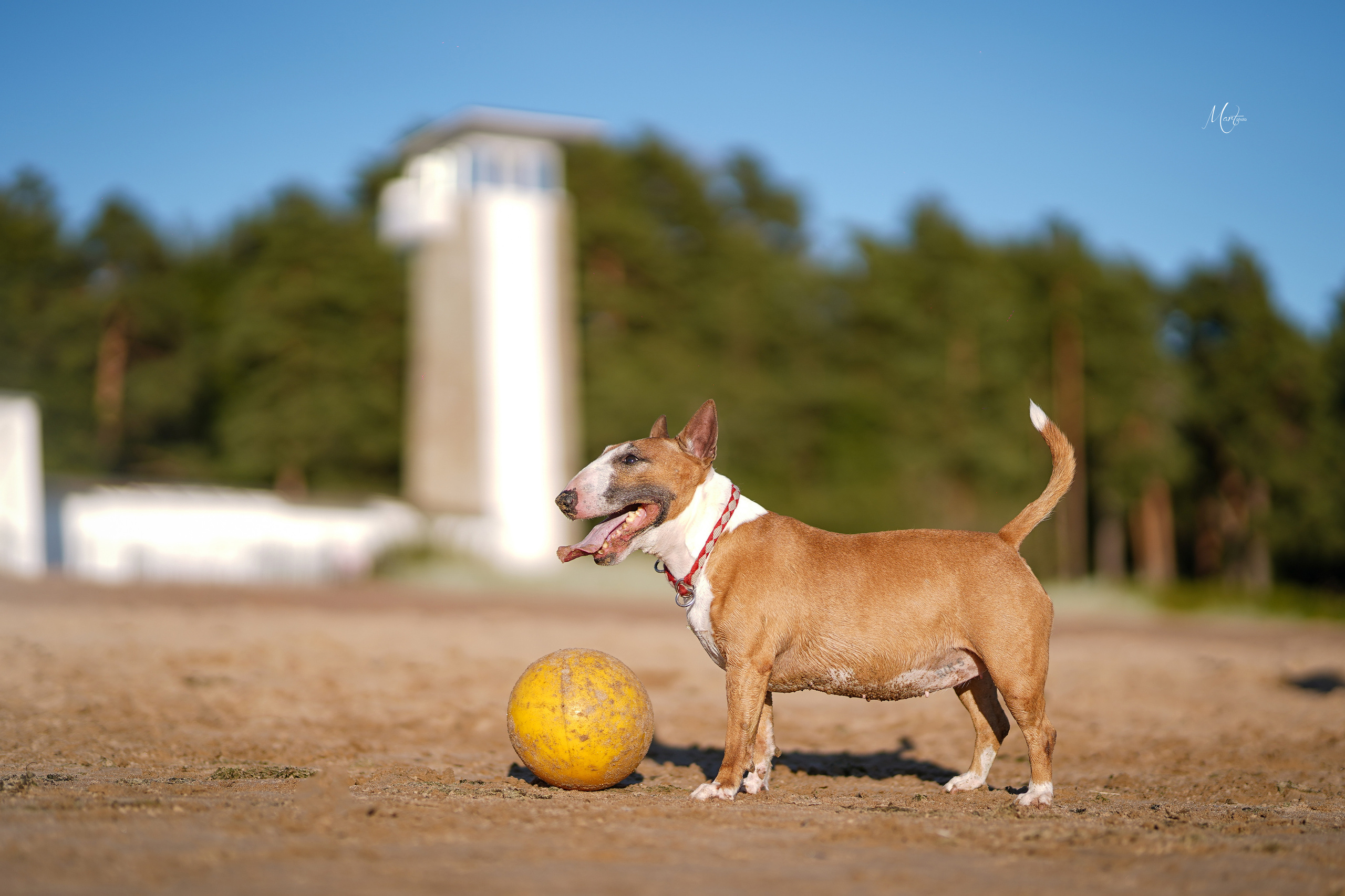 Моня, Оксана и Таисия. Фотограф-анималист в Санкт-Петербурге Яна Мартынова