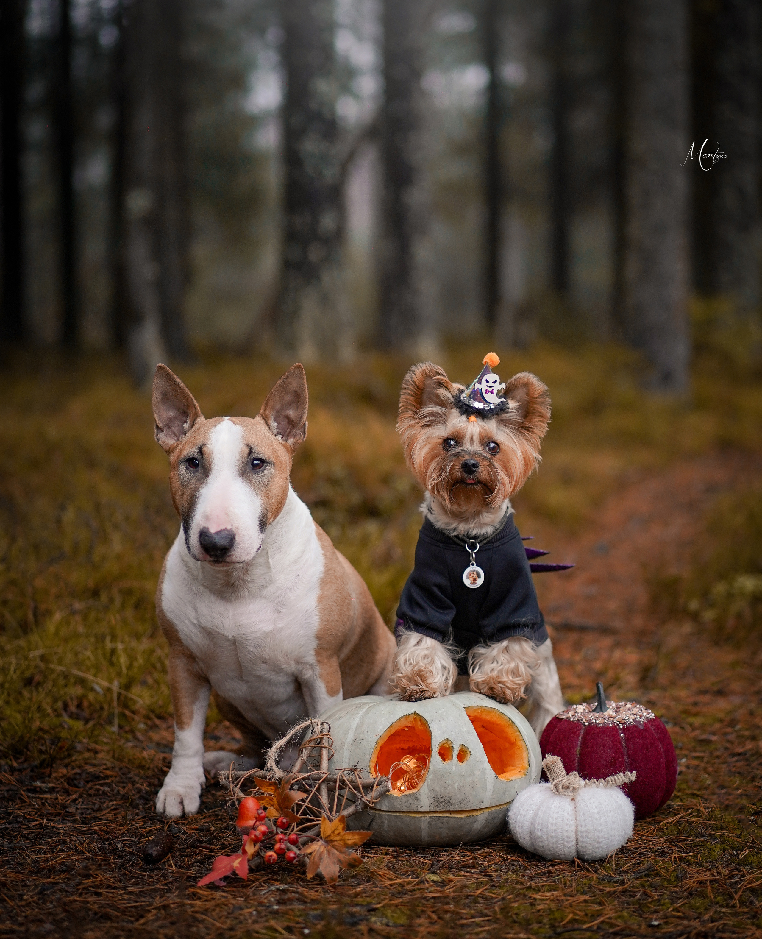 Хеллоуин 22. Фотограф-анималист в Санкт-Петербурге Яна Мартынова