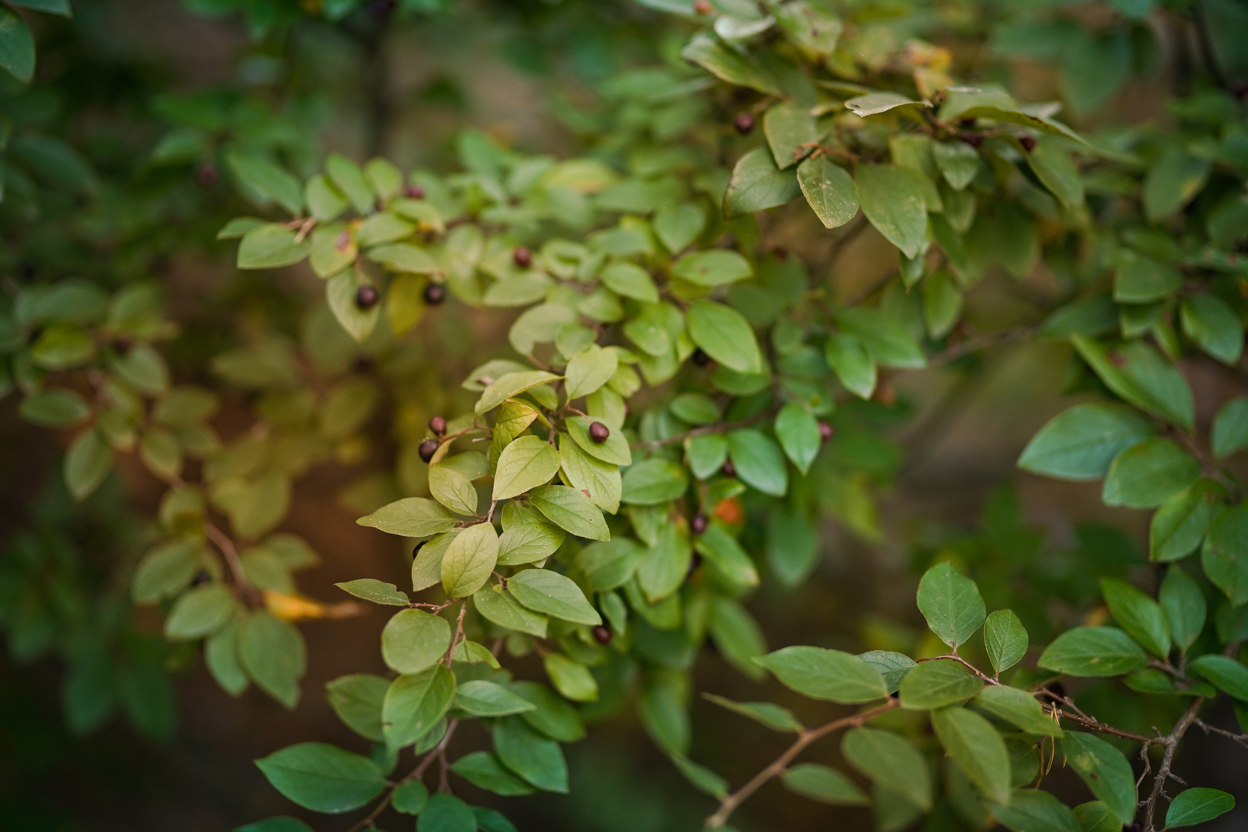 Таисия и Фифа. Фотограф-анималист в Санкт-Петербурге Яна Мартынова
