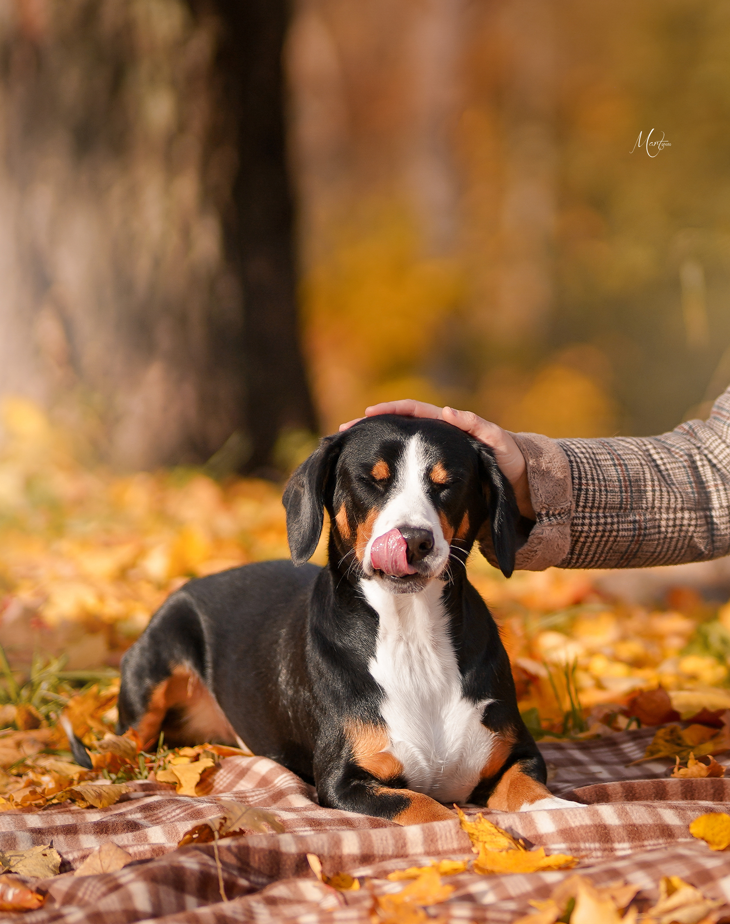 Ксения и Ванда. Фотограф-анималист в Санкт-Петербурге Яна Мартынова