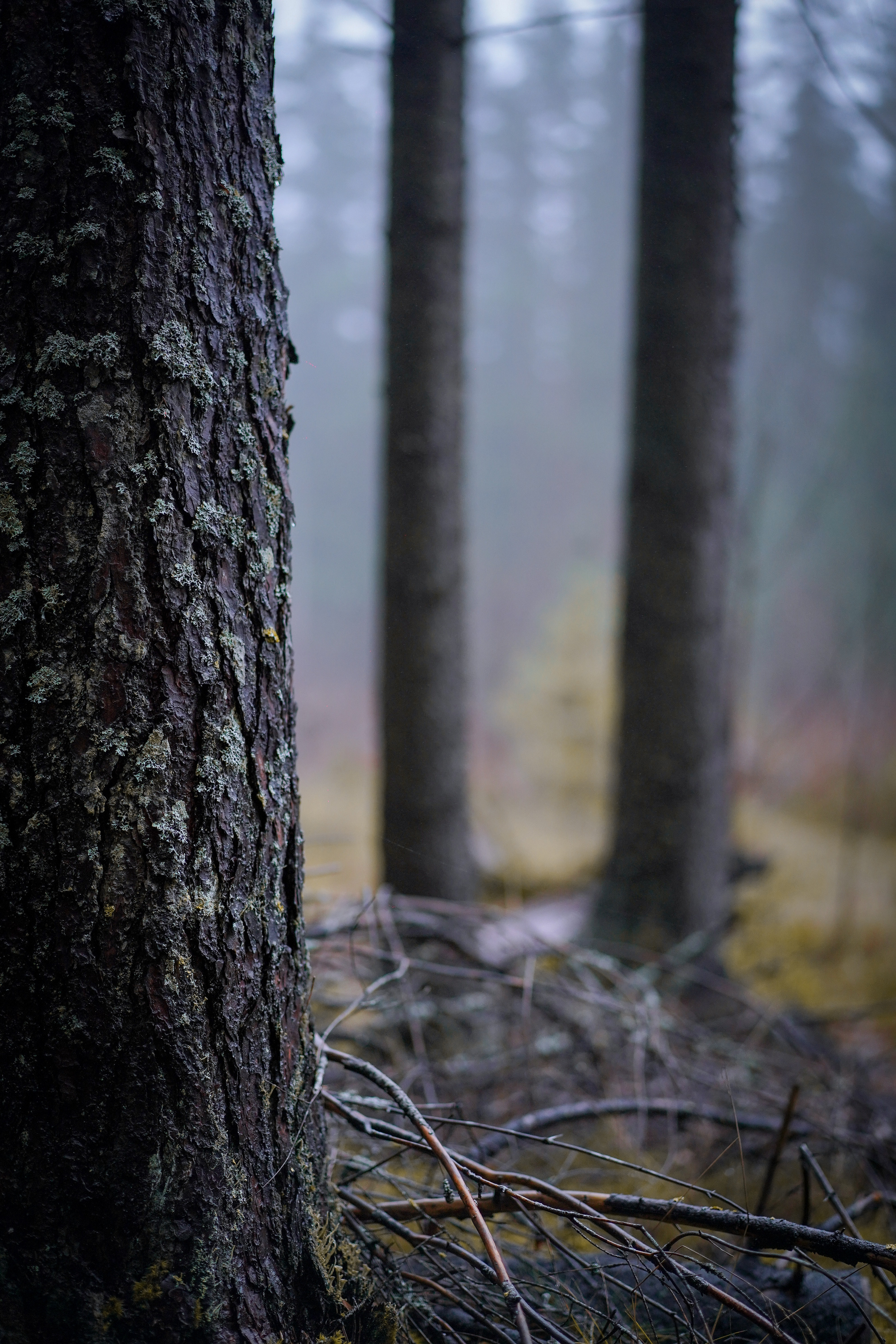 Хеллоуин 22. Фотограф-анималист в Санкт-Петербурге Яна Мартынова