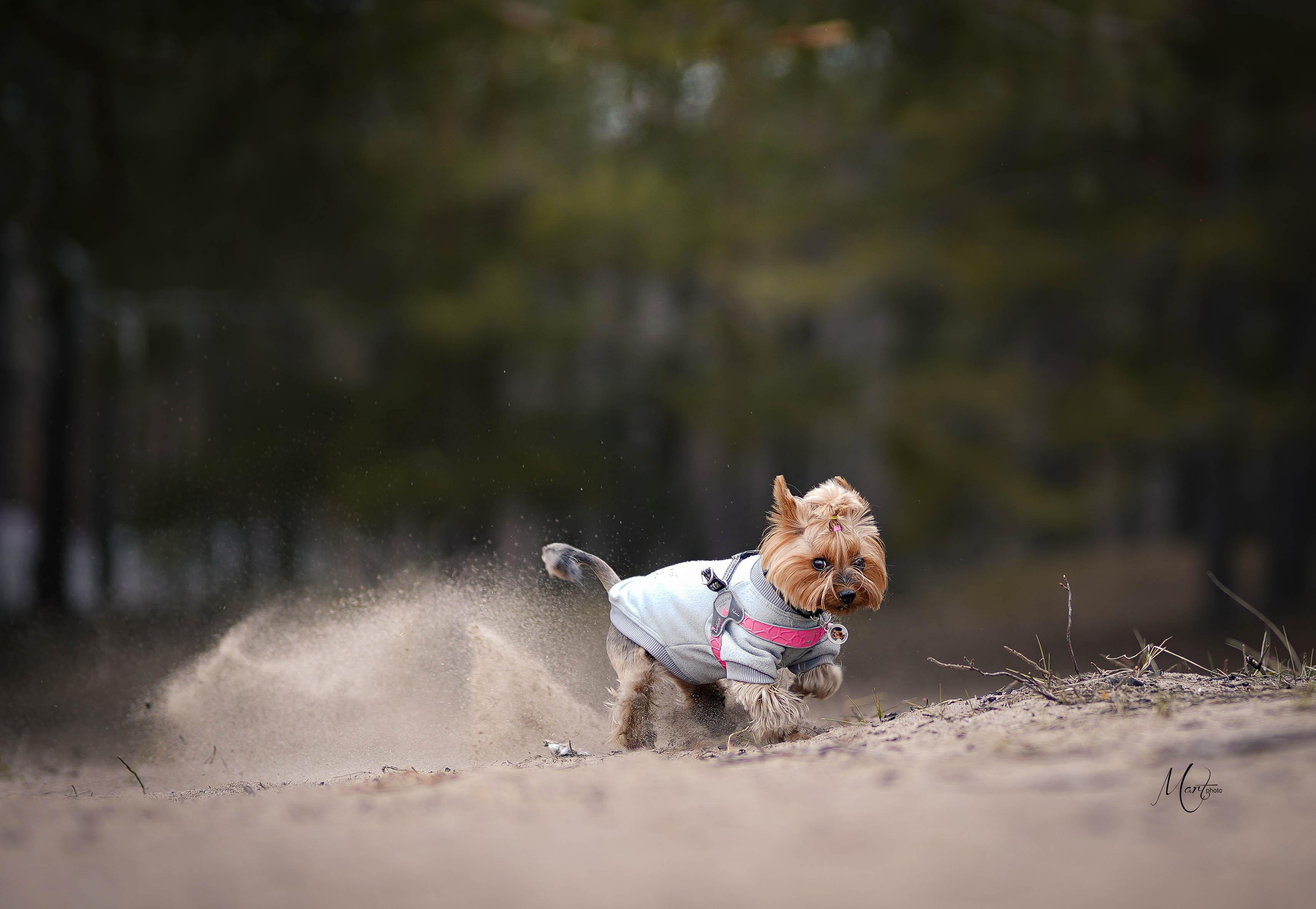 Эффи. Фотограф-анималист в Санкт-Петербурге Яна Мартынова