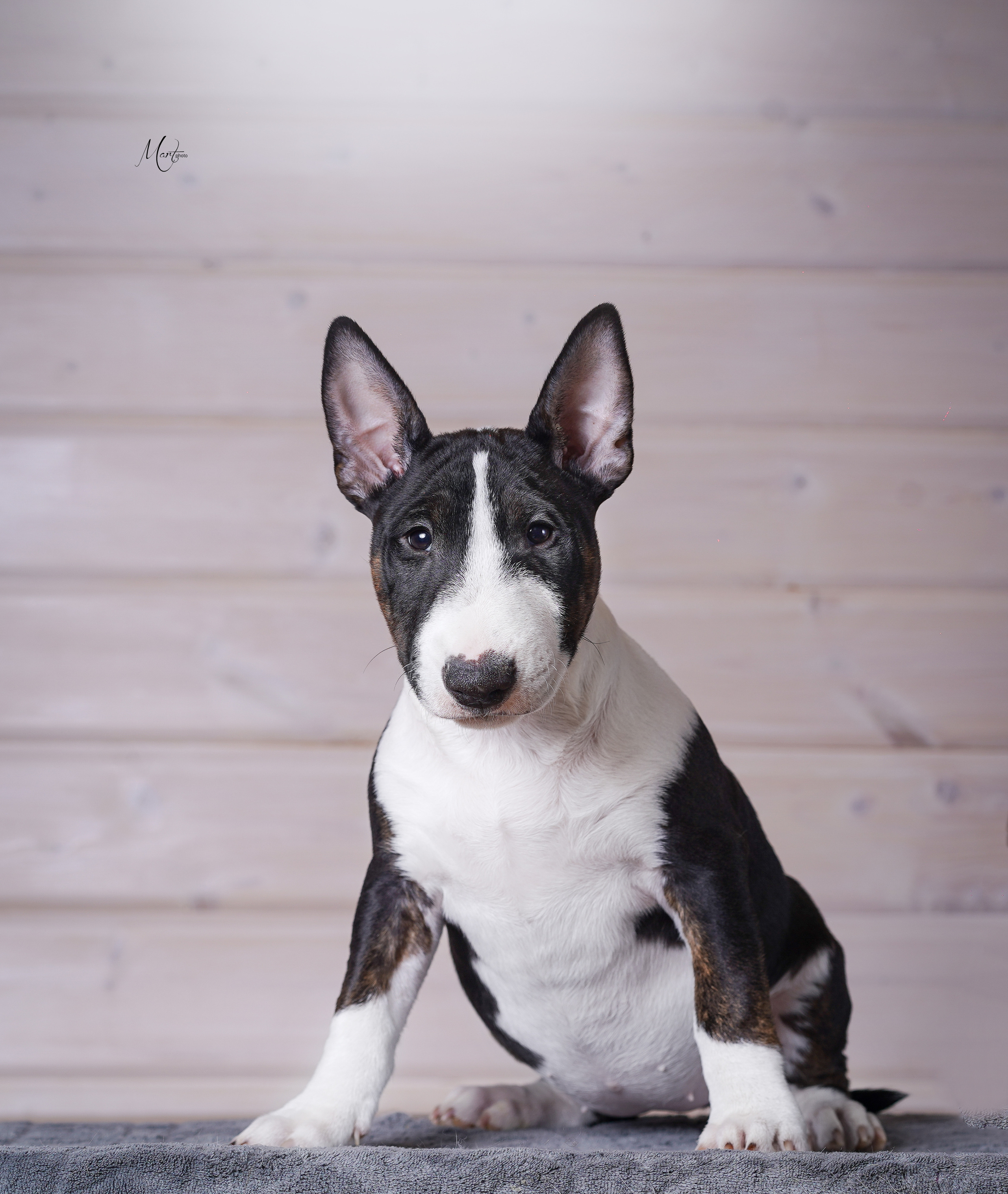 Щенки бультерьера. Фотограф-анималист в Санкт-Петербурге Яна Мартынова
