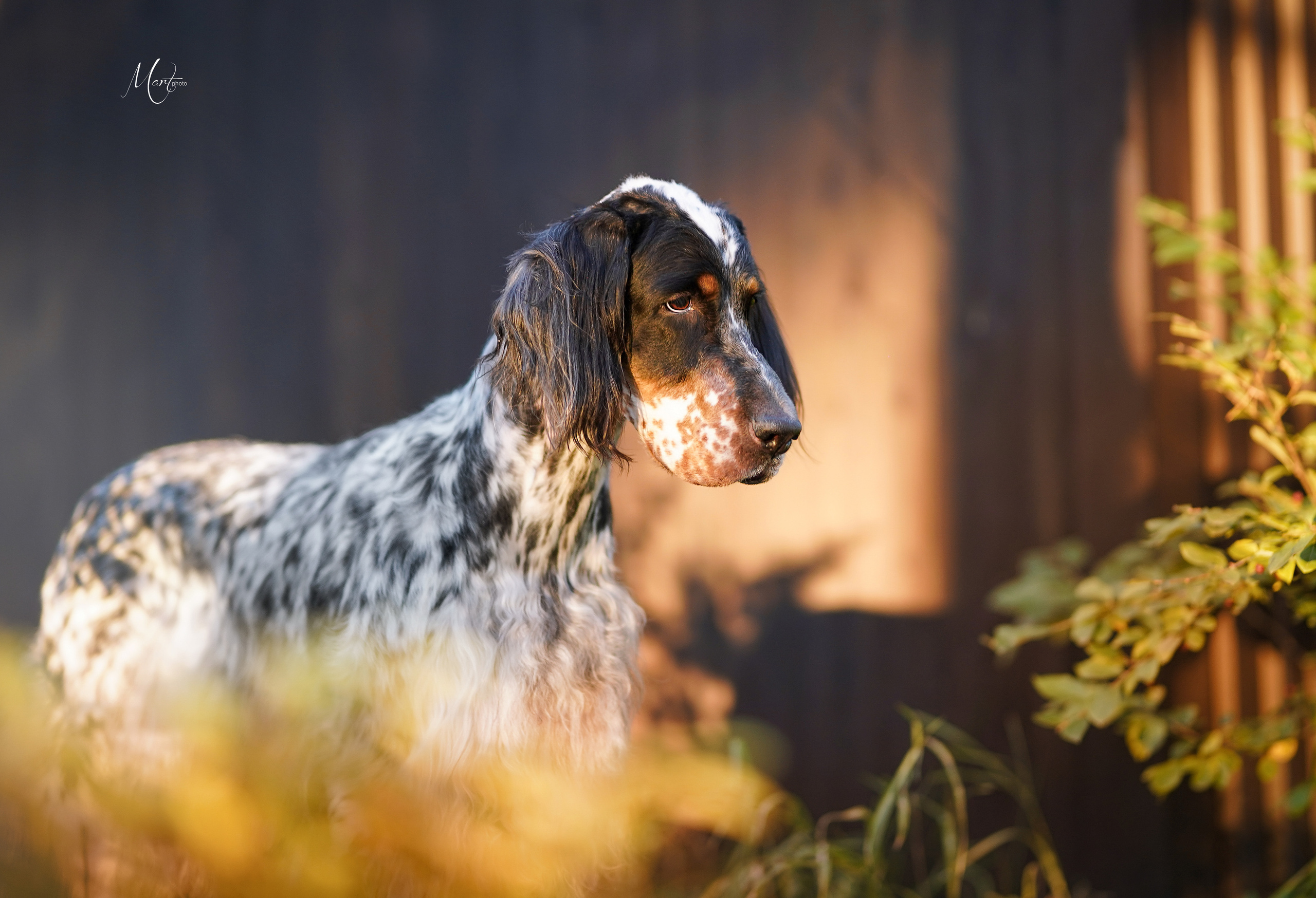 Таисия и Фифа. Фотограф-анималист в Санкт-Петербурге Яна Мартынова