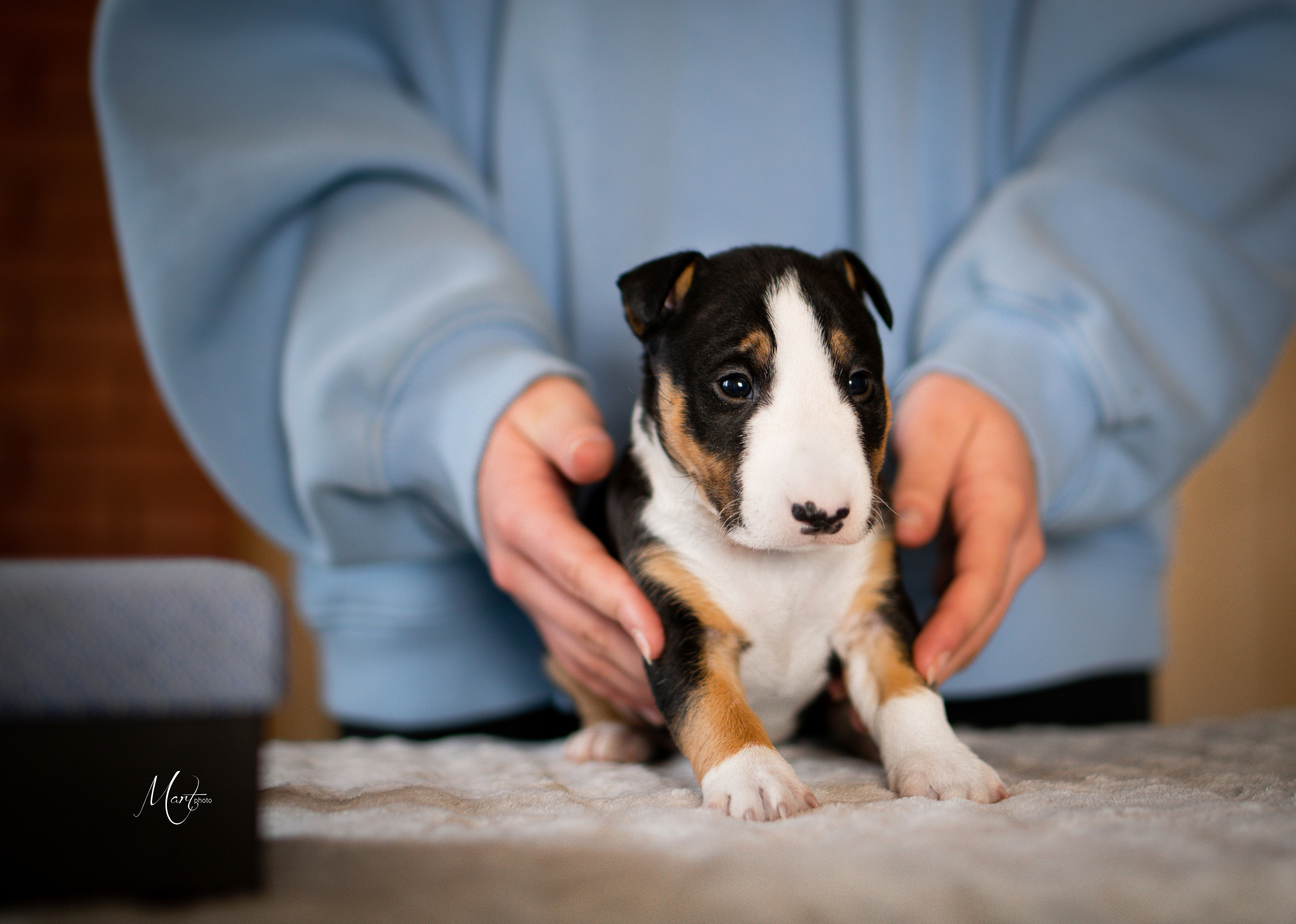 Щенки минибуля. Фотограф-анималист в Санкт-Петербурге Яна Мартынова