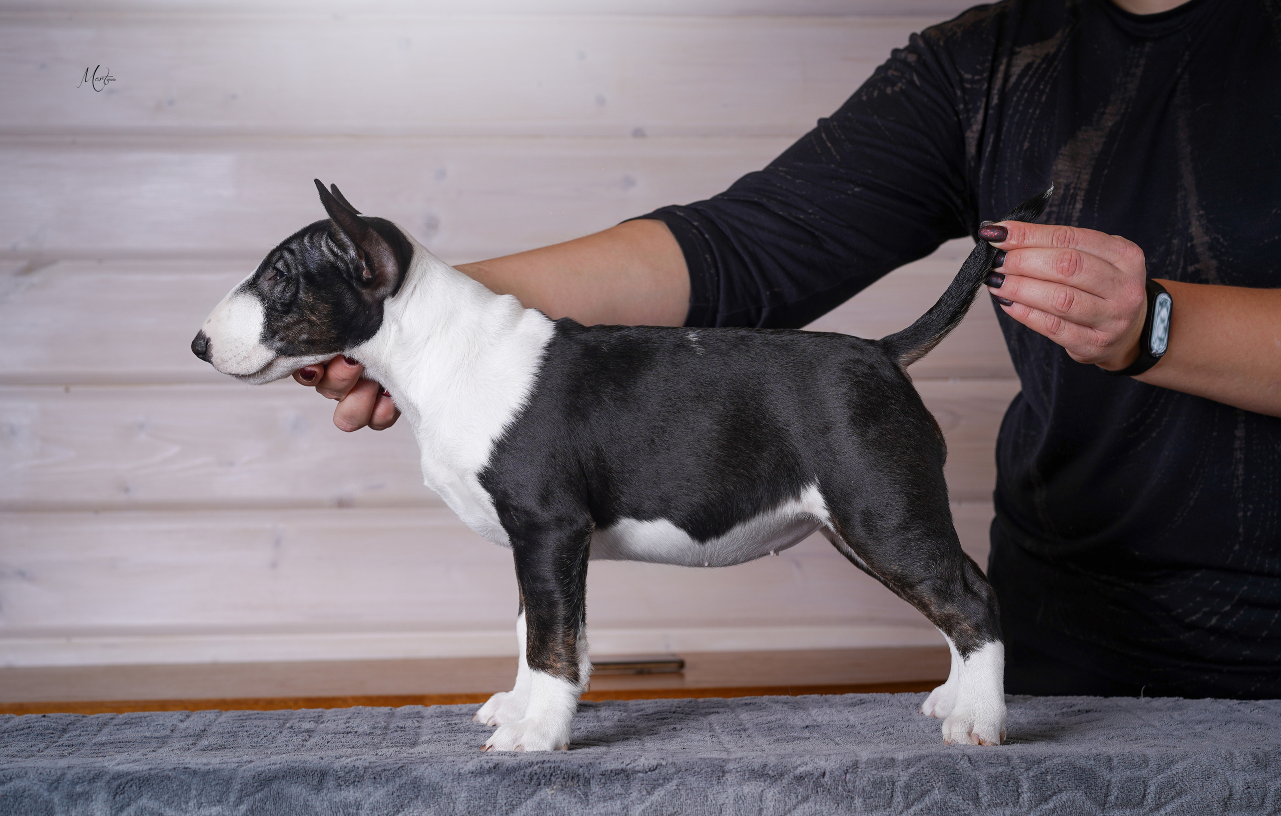 Щенки бультерьера. Фотограф-анималист в Санкт-Петербурге Яна Мартынова