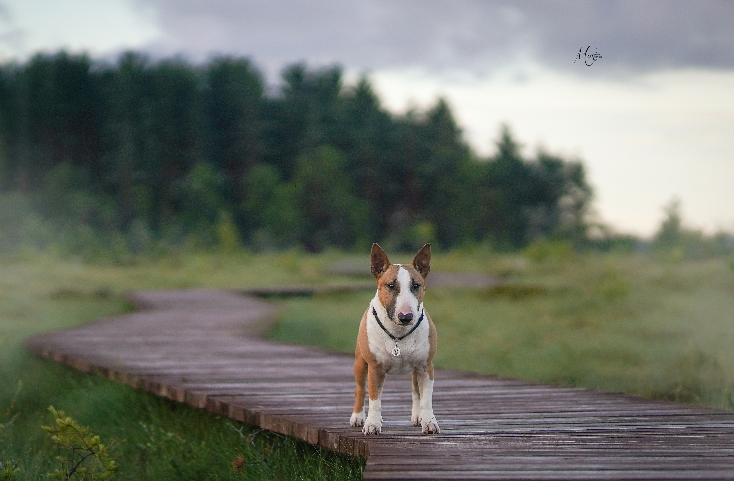 Сестрорецкое болото. Фотограф-анималист в Санкт-Петербурге Яна Мартынова