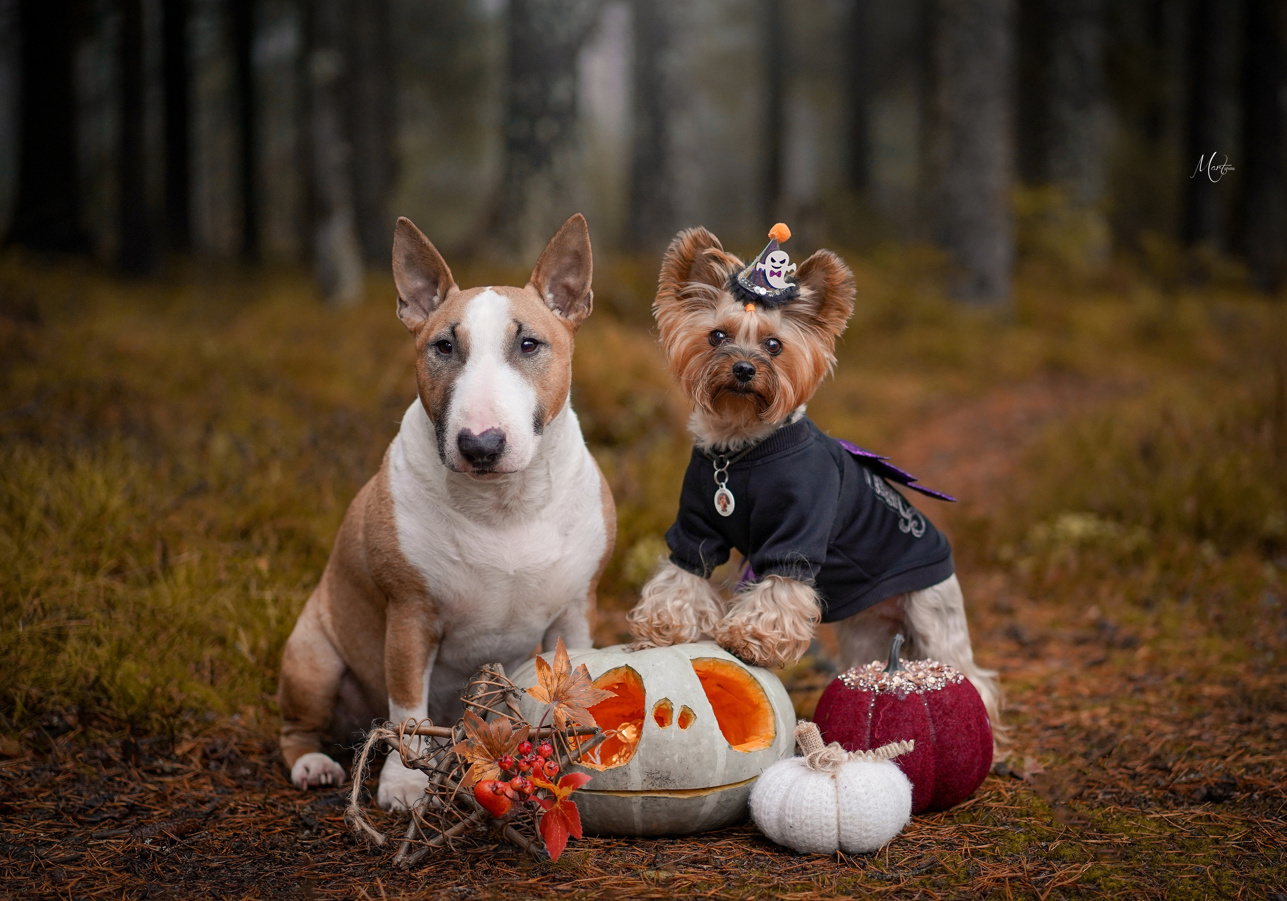 Хеллоуин 22. Фотограф-анималист в Санкт-Петербурге Яна Мартынова