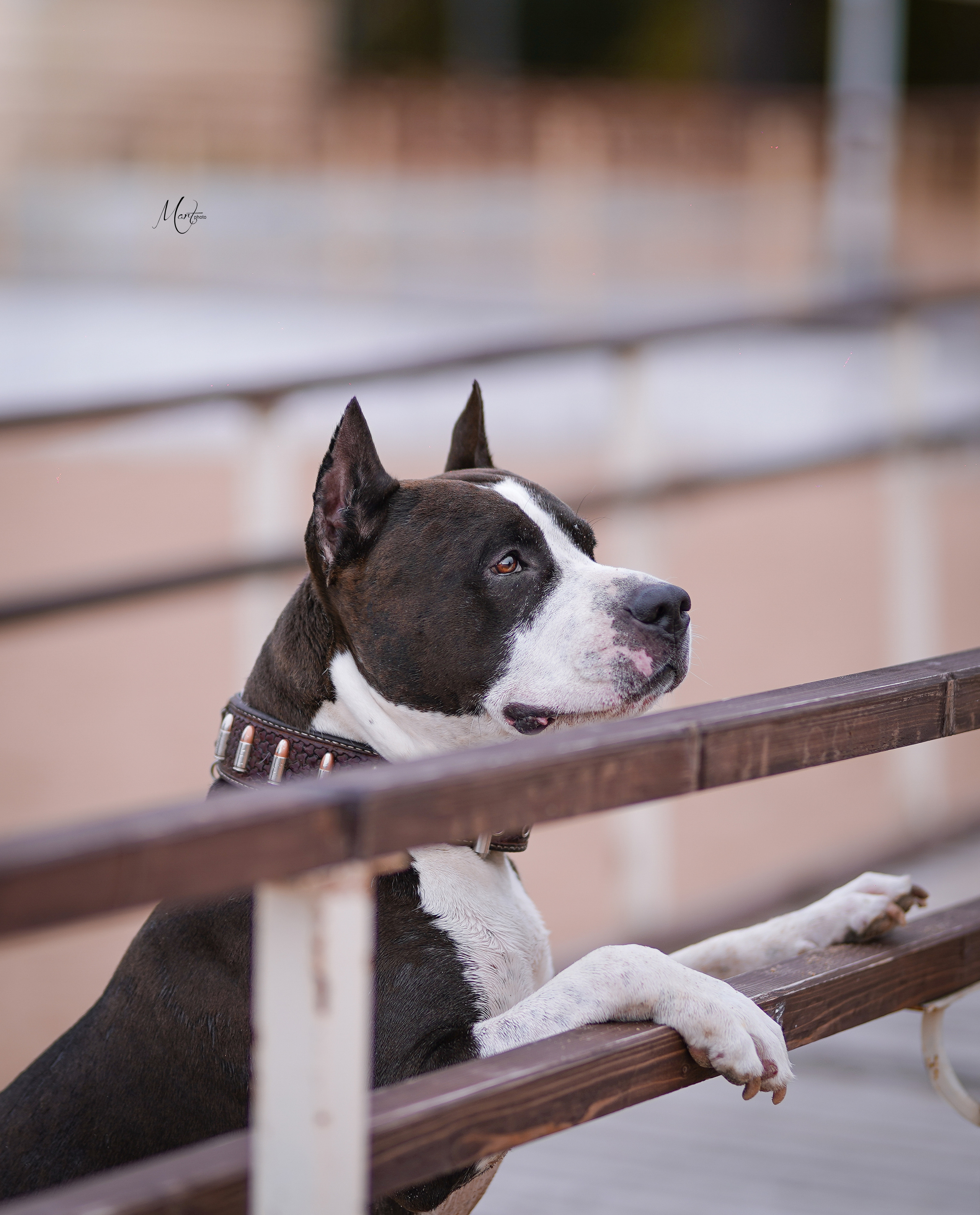 Яньчи на заливе. Фотограф-анималист в Санкт-Петербурге Яна Мартынова