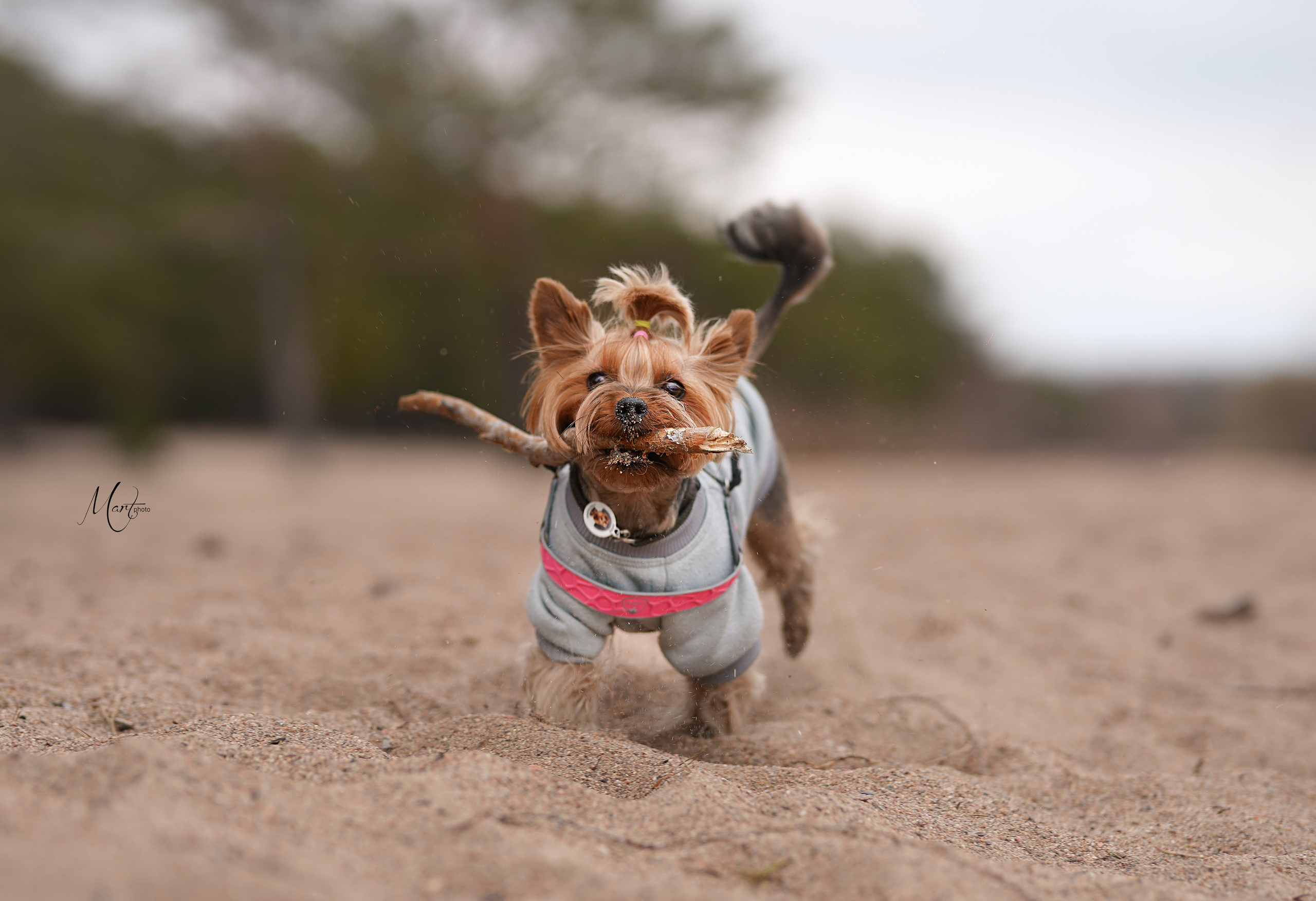 Эффи. Фотограф-анималист в Санкт-Петербурге Яна Мартынова