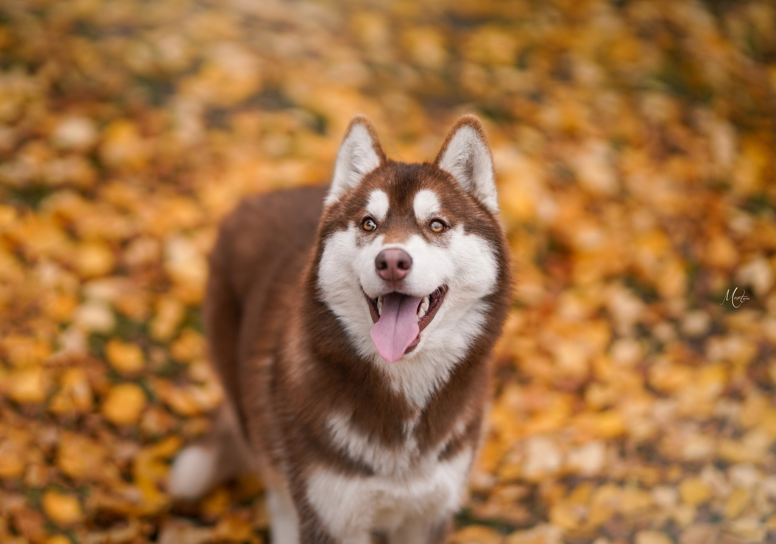 Саша и хаси. Фотограф-анималист в Санкт-Петербурге Яна Мартынова