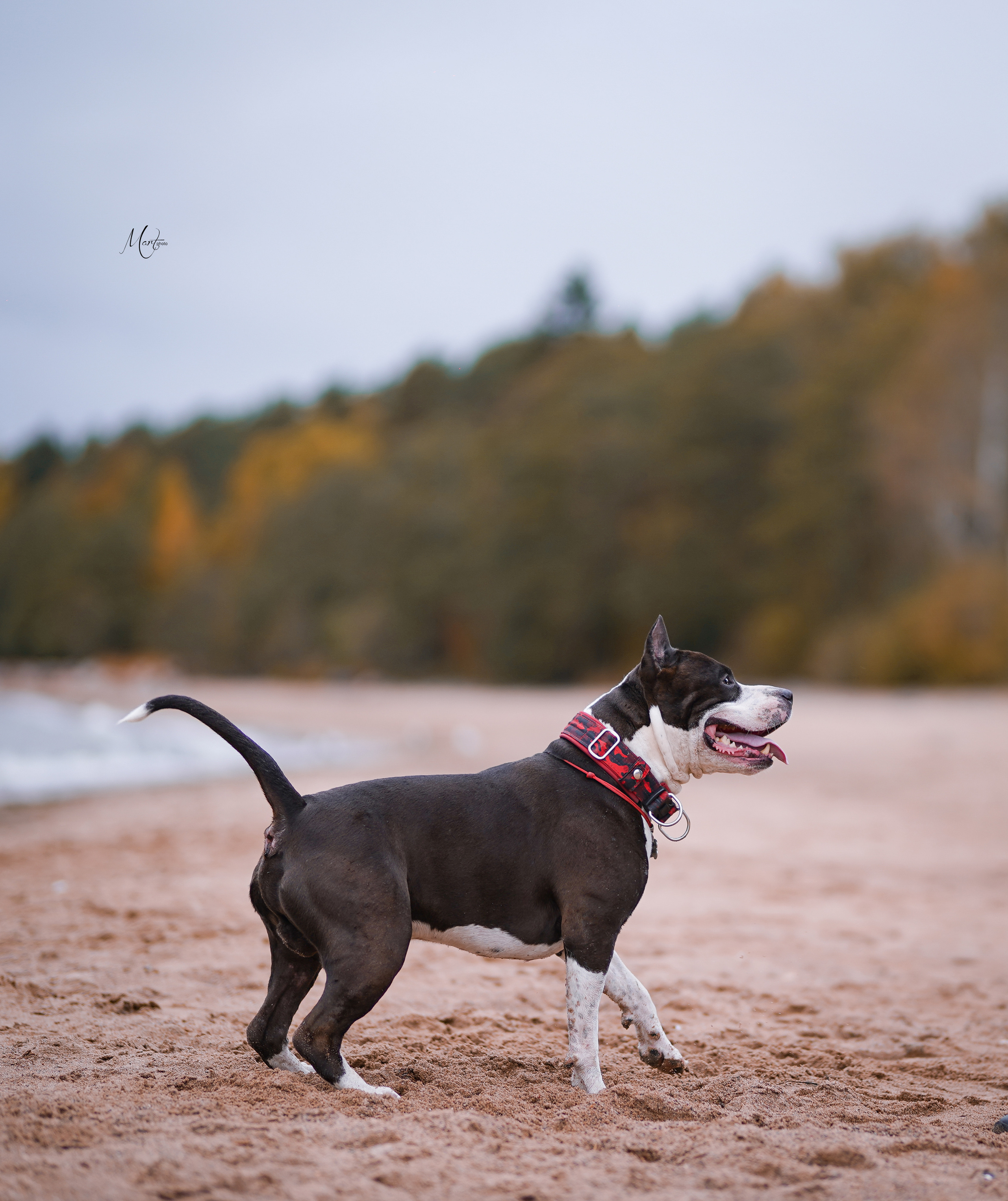 Яньчи на заливе. Фотограф-анималист в Санкт-Петербурге Яна Мартынова