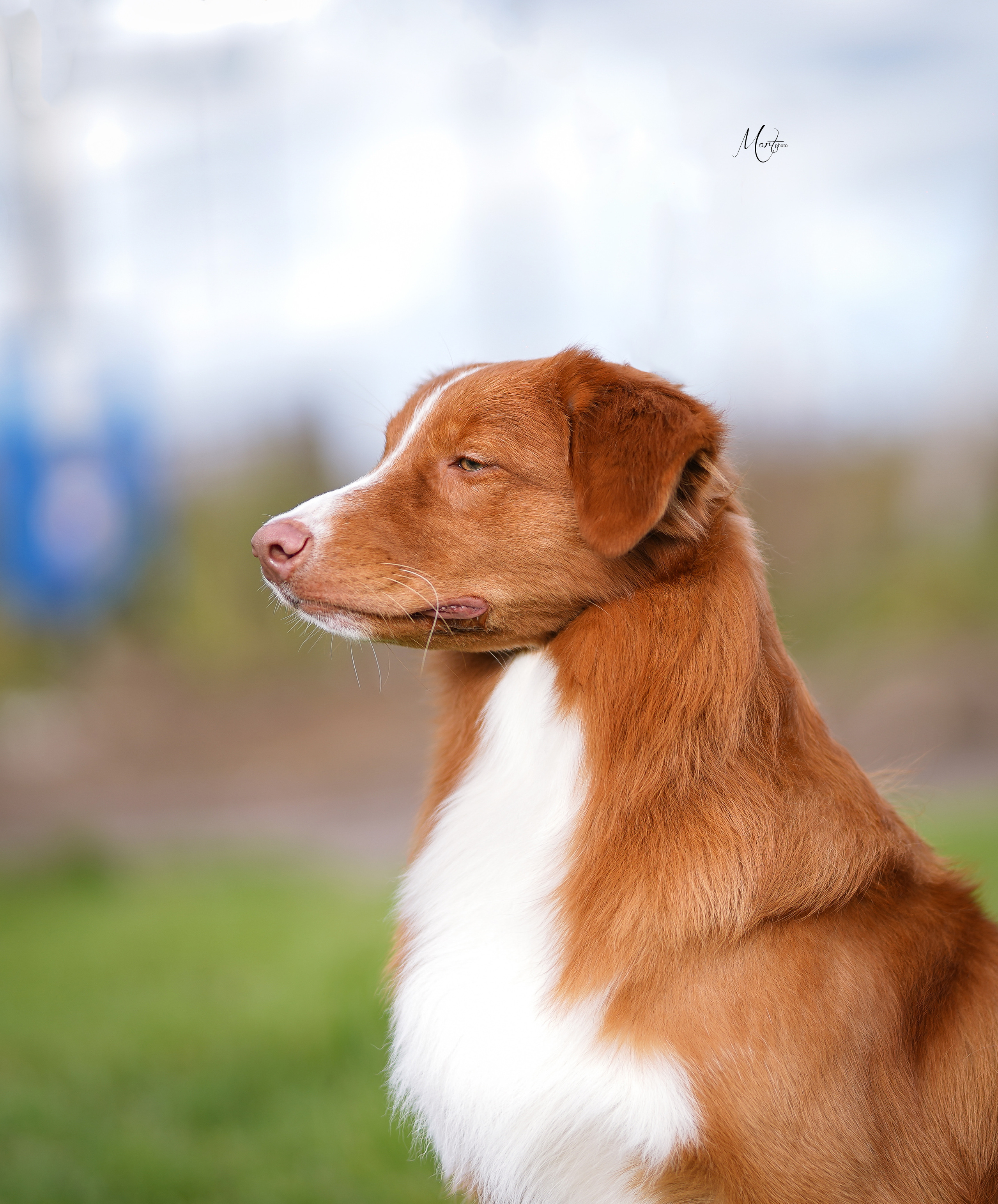 Экстерьерная съемка 2022. Фотограф-анималист в Санкт-Петербурге Яна Мартынова