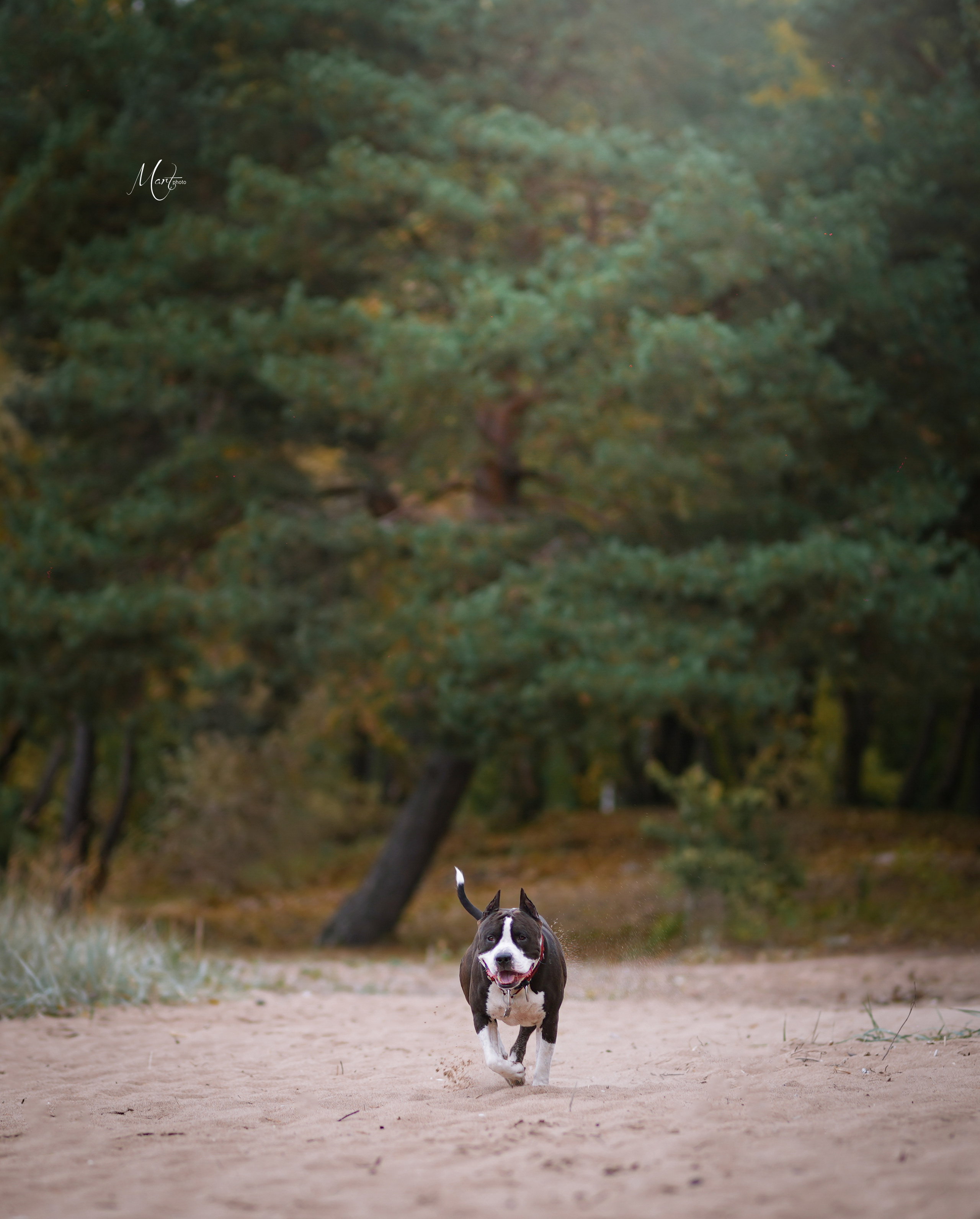 Яньчи на заливе. Фотограф-анималист в Санкт-Петербурге Яна Мартынова