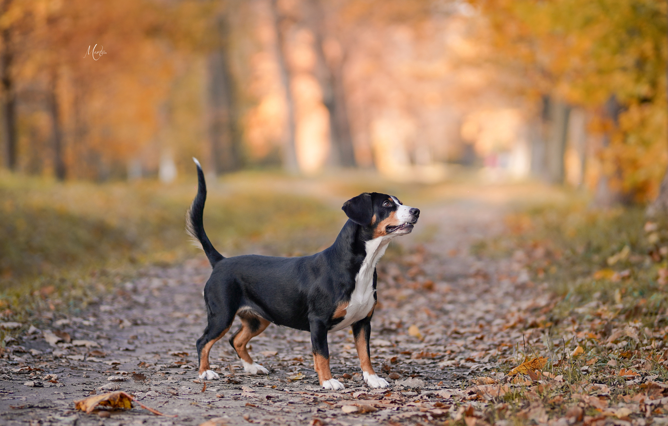Ксения и Ванда. Фотограф-анималист в Санкт-Петербурге Яна Мартынова