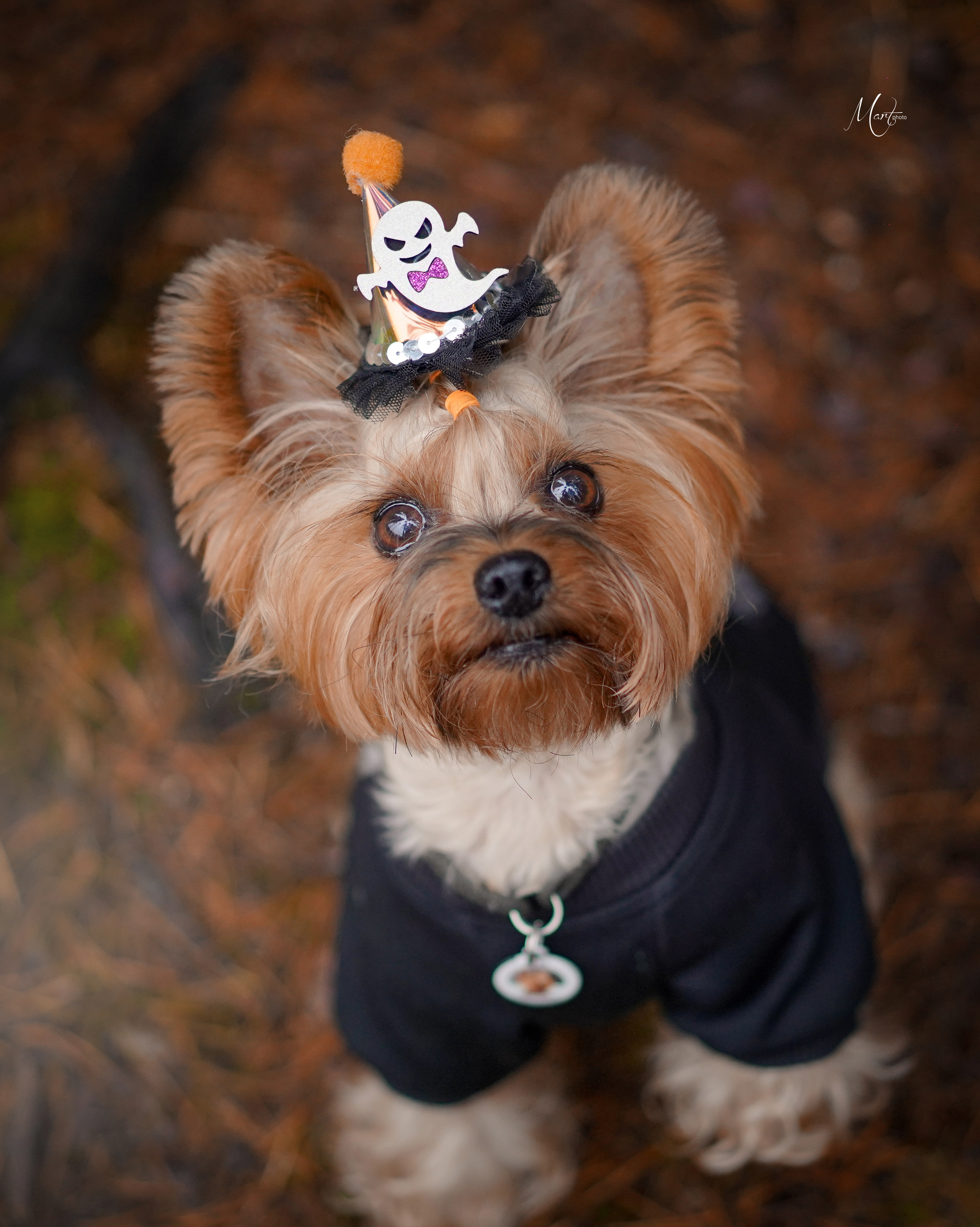 Хеллоуин 22. Фотограф-анималист в Санкт-Петербурге Яна Мартынова