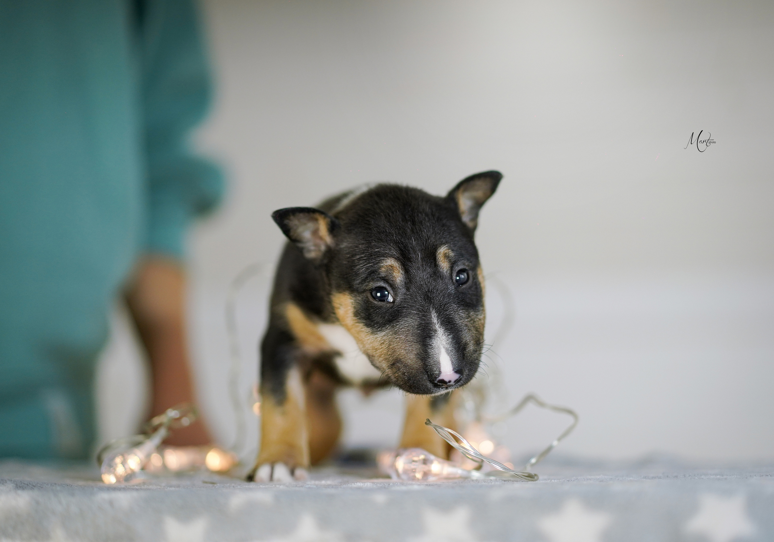 Щенки минибуля. Фотограф-анималист в Санкт-Петербурге Яна Мартынова