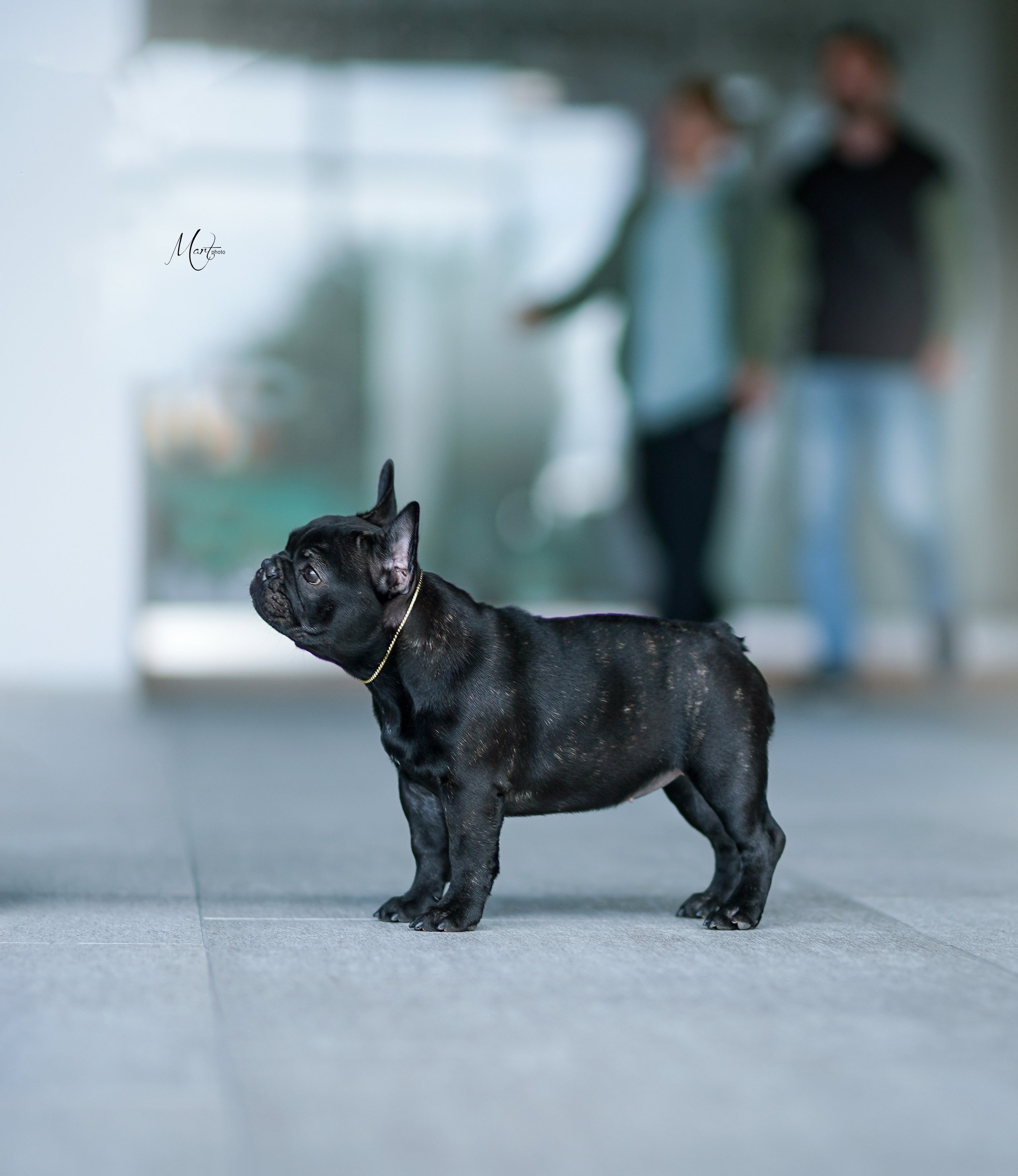 Экстерьерная съемка 2022. Фотограф-анималист в Санкт-Петербурге Яна Мартынова