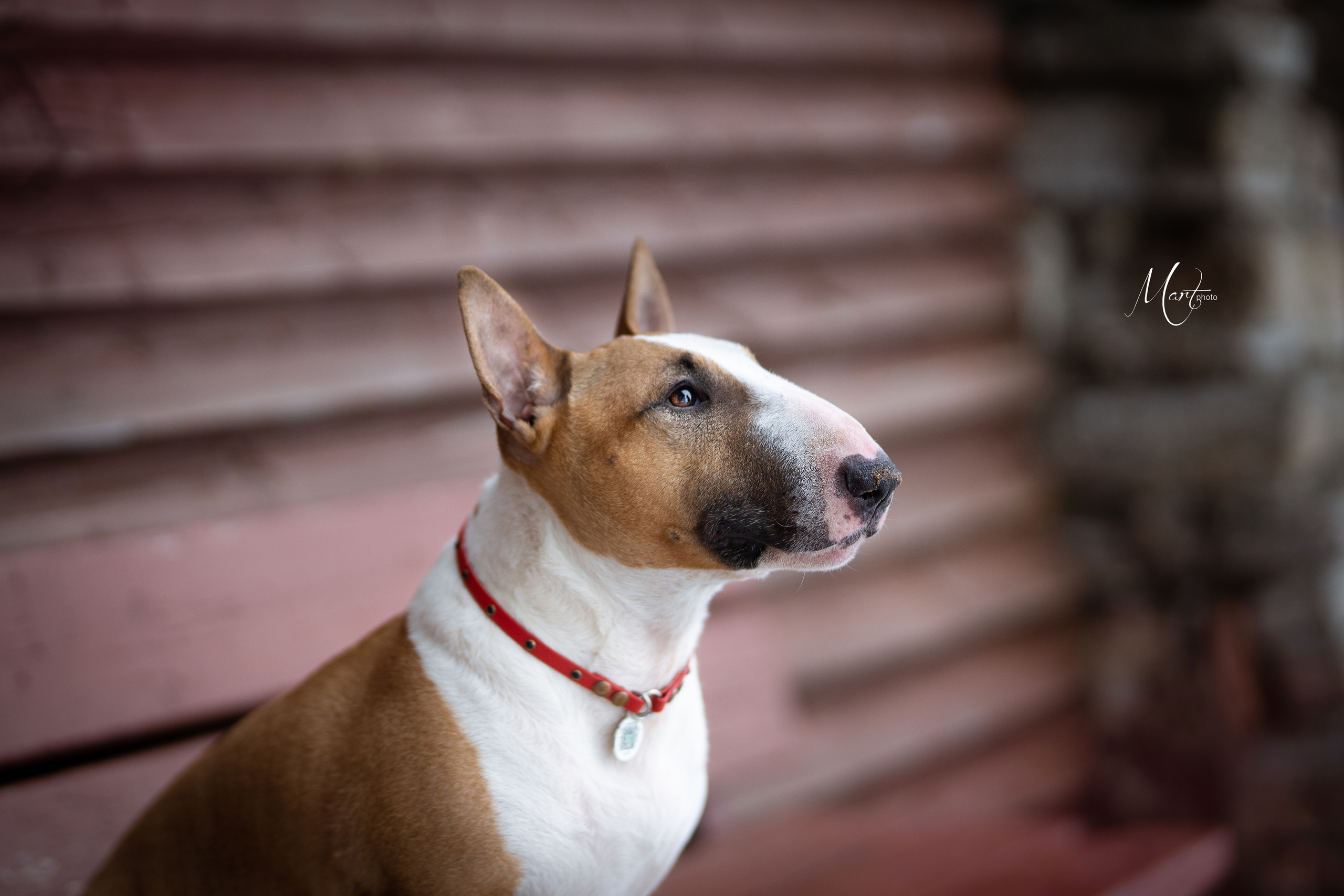 Пляж Финского залива в марте. Фотограф-анималист в Санкт-Петербурге Яна Мартынова