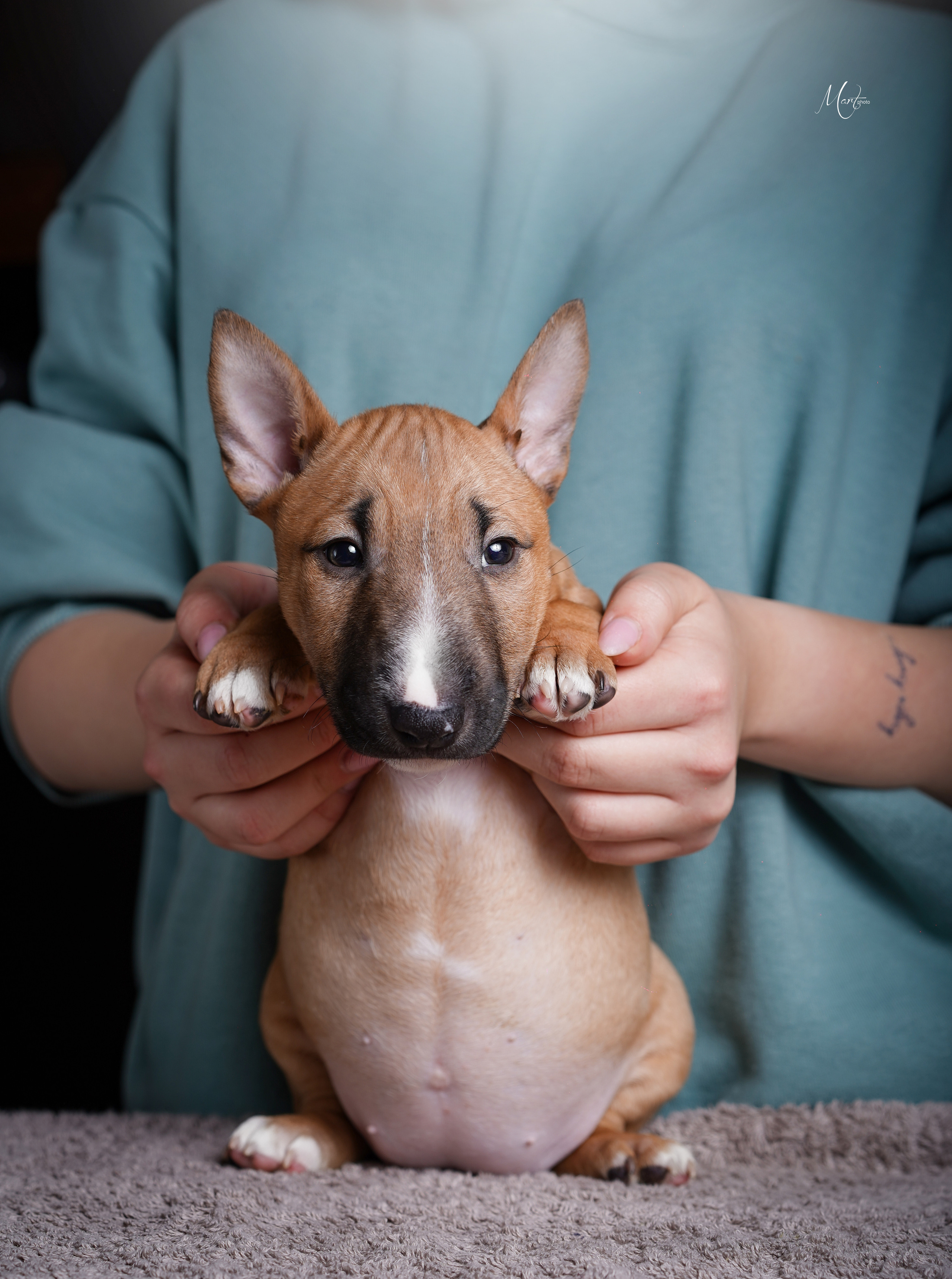 Щенки минибуля. Фотограф-анималист в Санкт-Петербурге Яна Мартынова