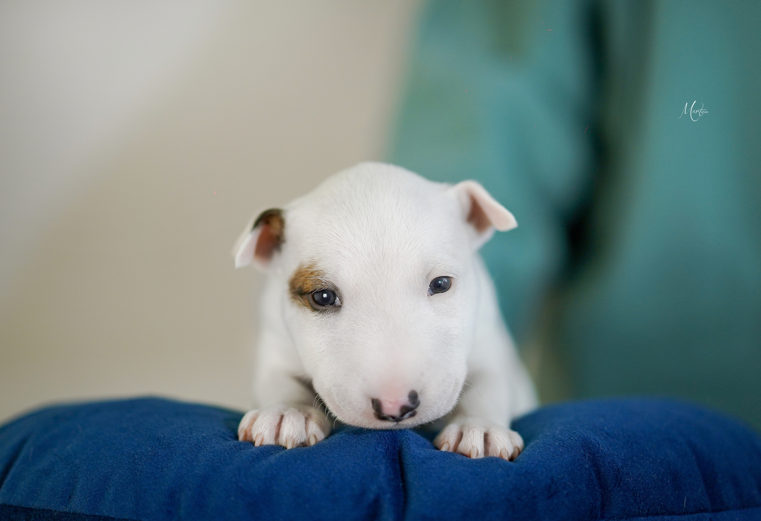 Щенки минибуля. Фотограф-анималист в Санкт-Петербурге Яна Мартынова