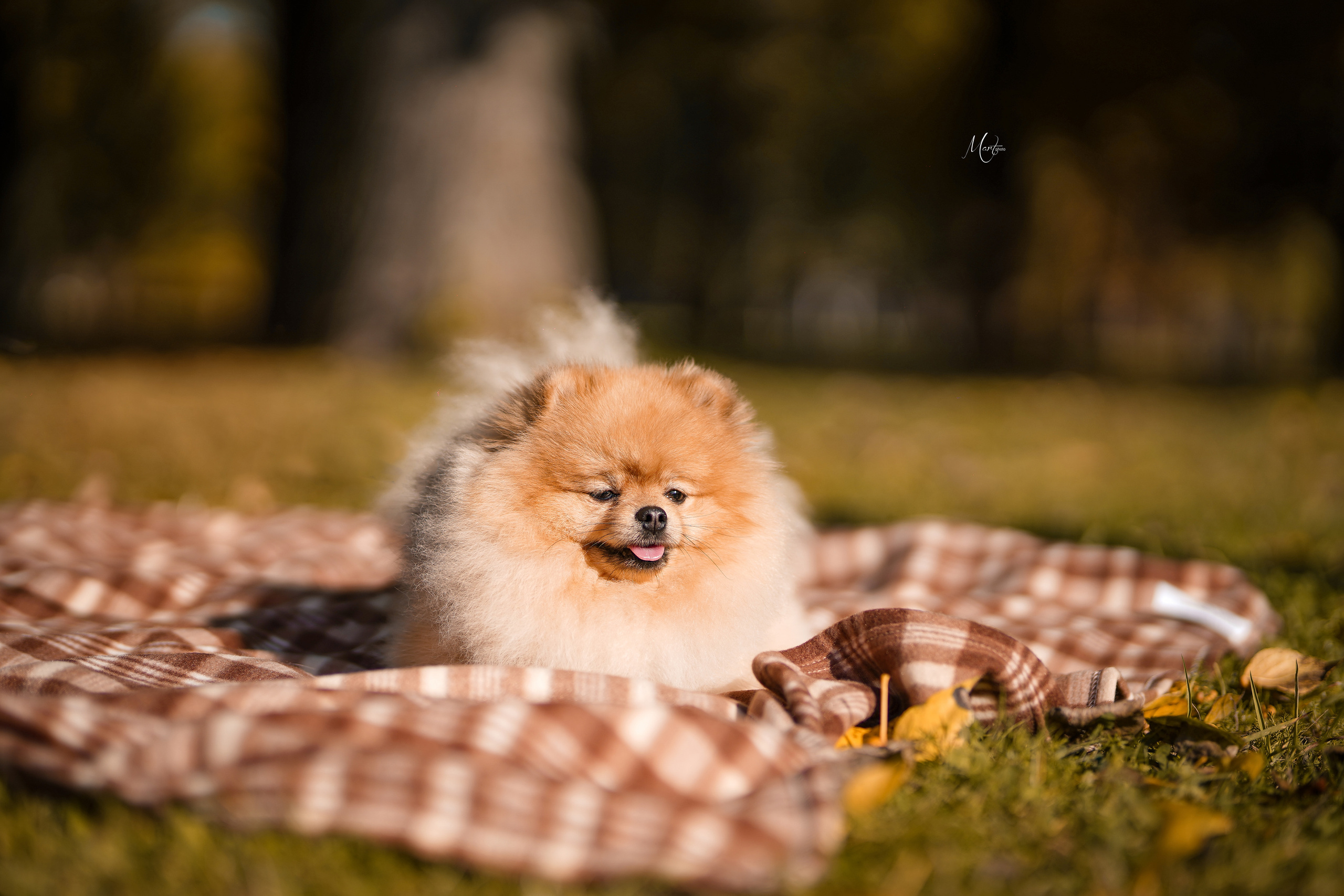 Тедди и его люди. Фотограф-анималист в Санкт-Петербурге Яна Мартынова