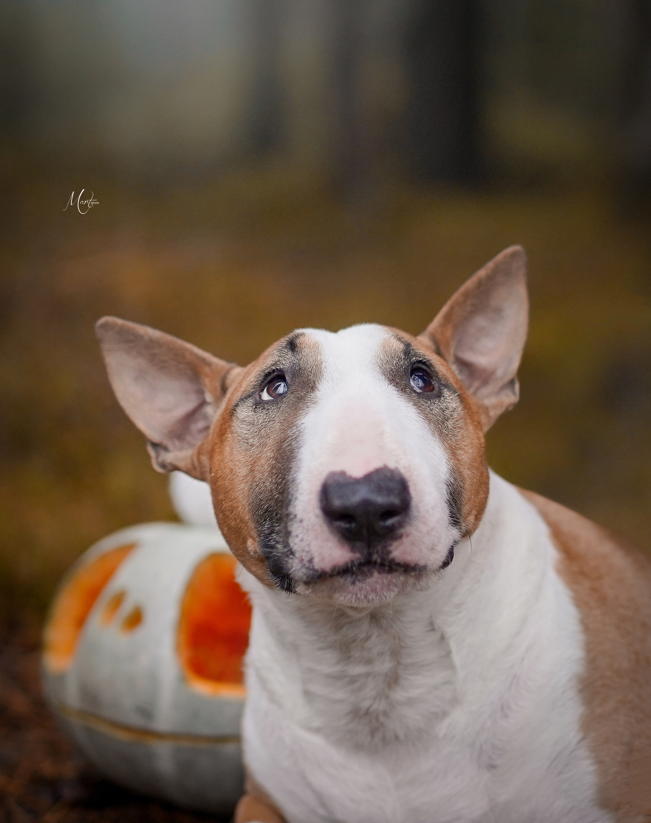 Хеллоуин 22. Фотограф-анималист в Санкт-Петербурге Яна Мартынова