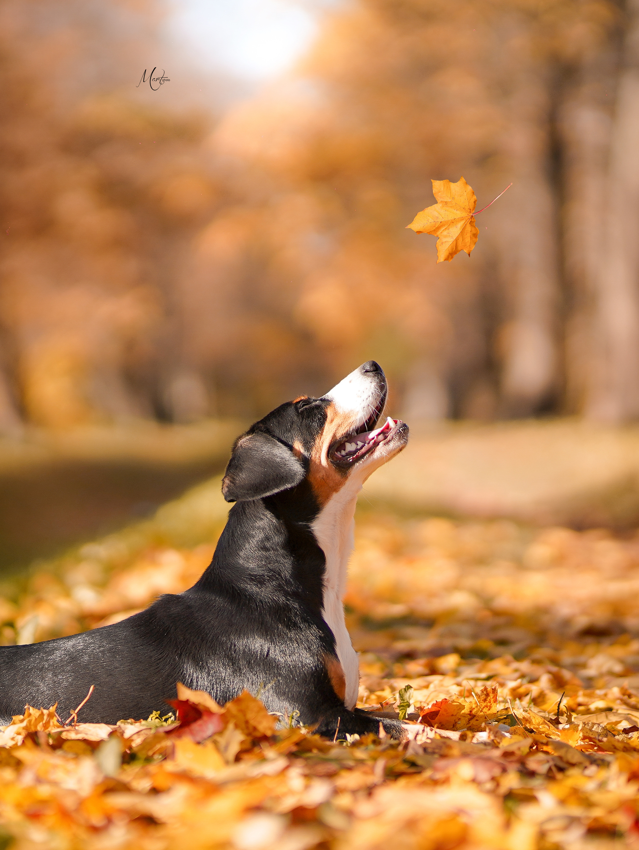 Ксения и Ванда. Фотограф-анималист в Санкт-Петербурге Яна Мартынова