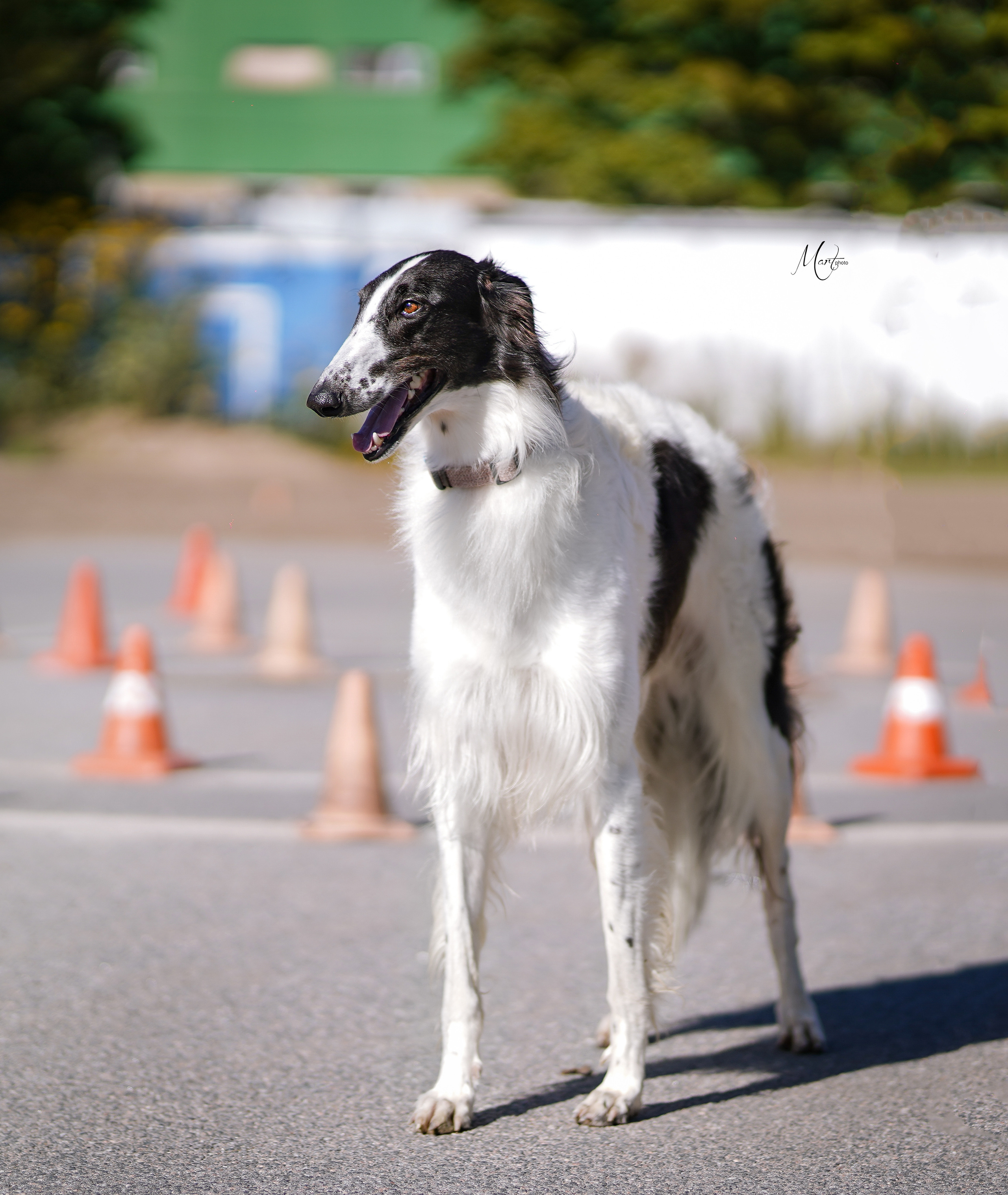 Выставки 2022. Фотограф-анималист в Санкт-Петербурге Яна Мартынова