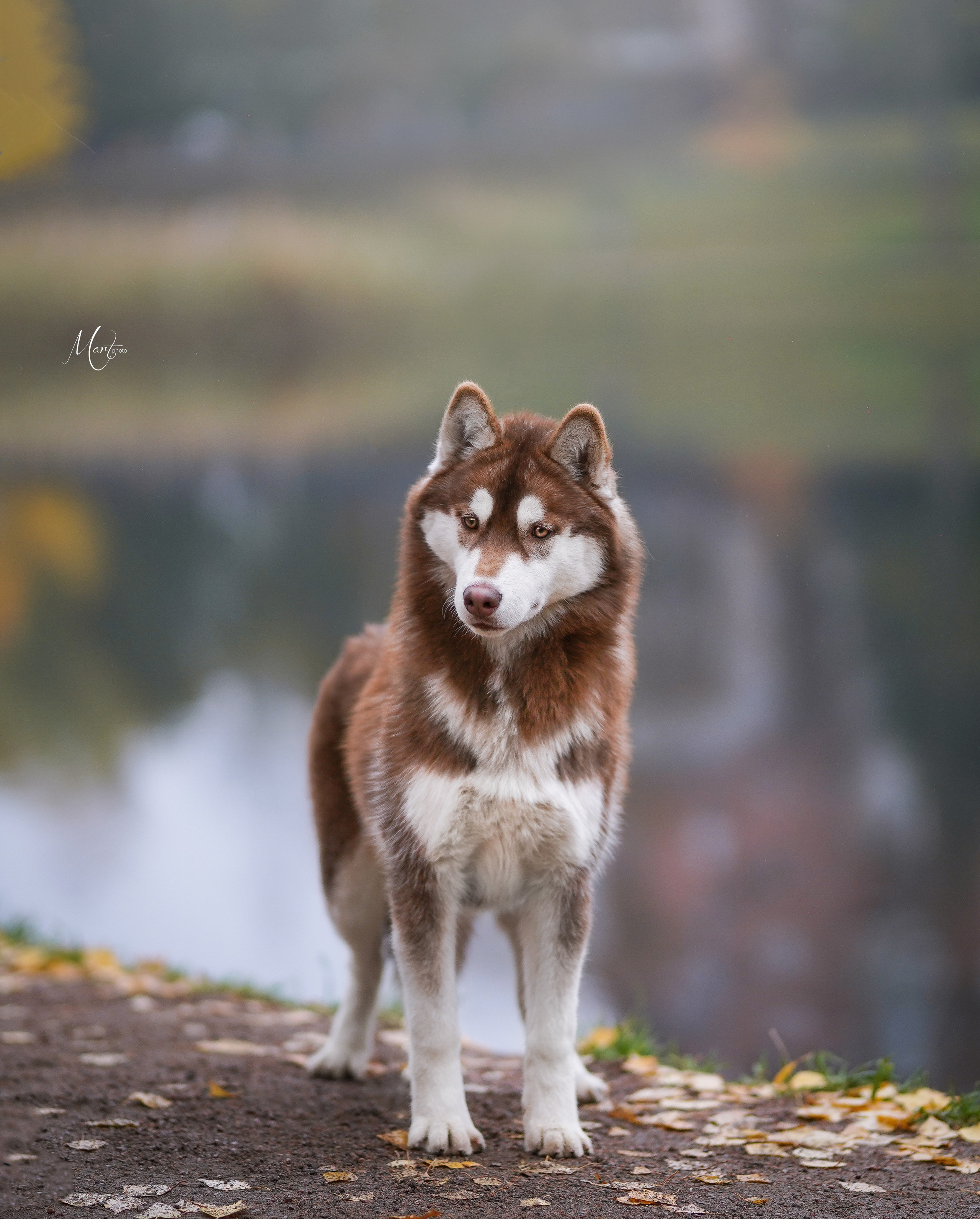 Саша и хаси. Фотограф-анималист в Санкт-Петербурге Яна Мартынова