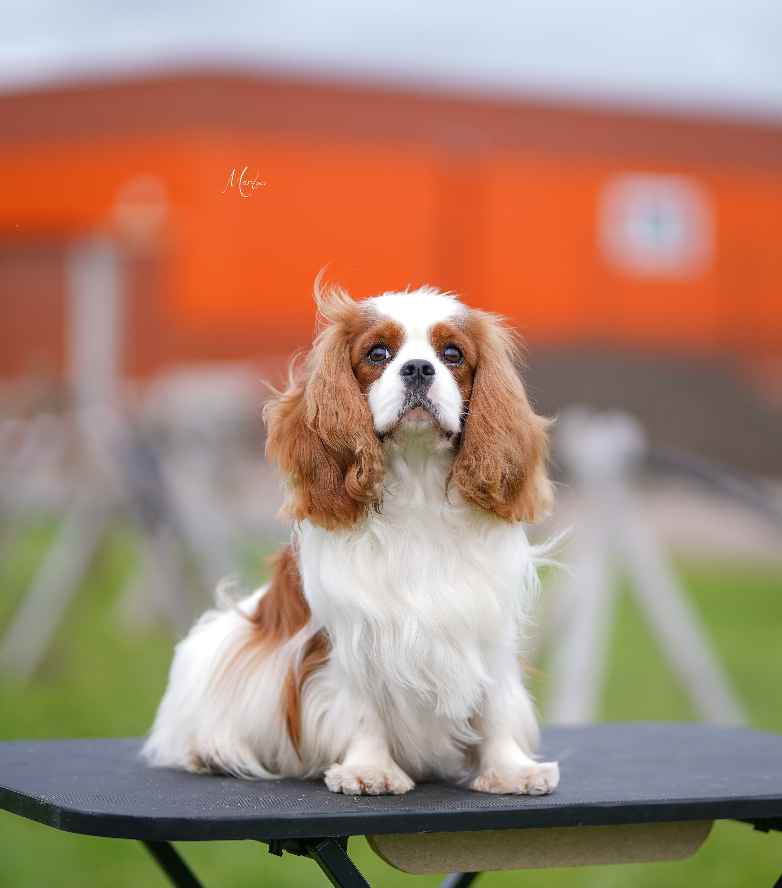 Экстерьерная съемка 2022. Фотограф-анималист в Санкт-Петербурге Яна Мартынова