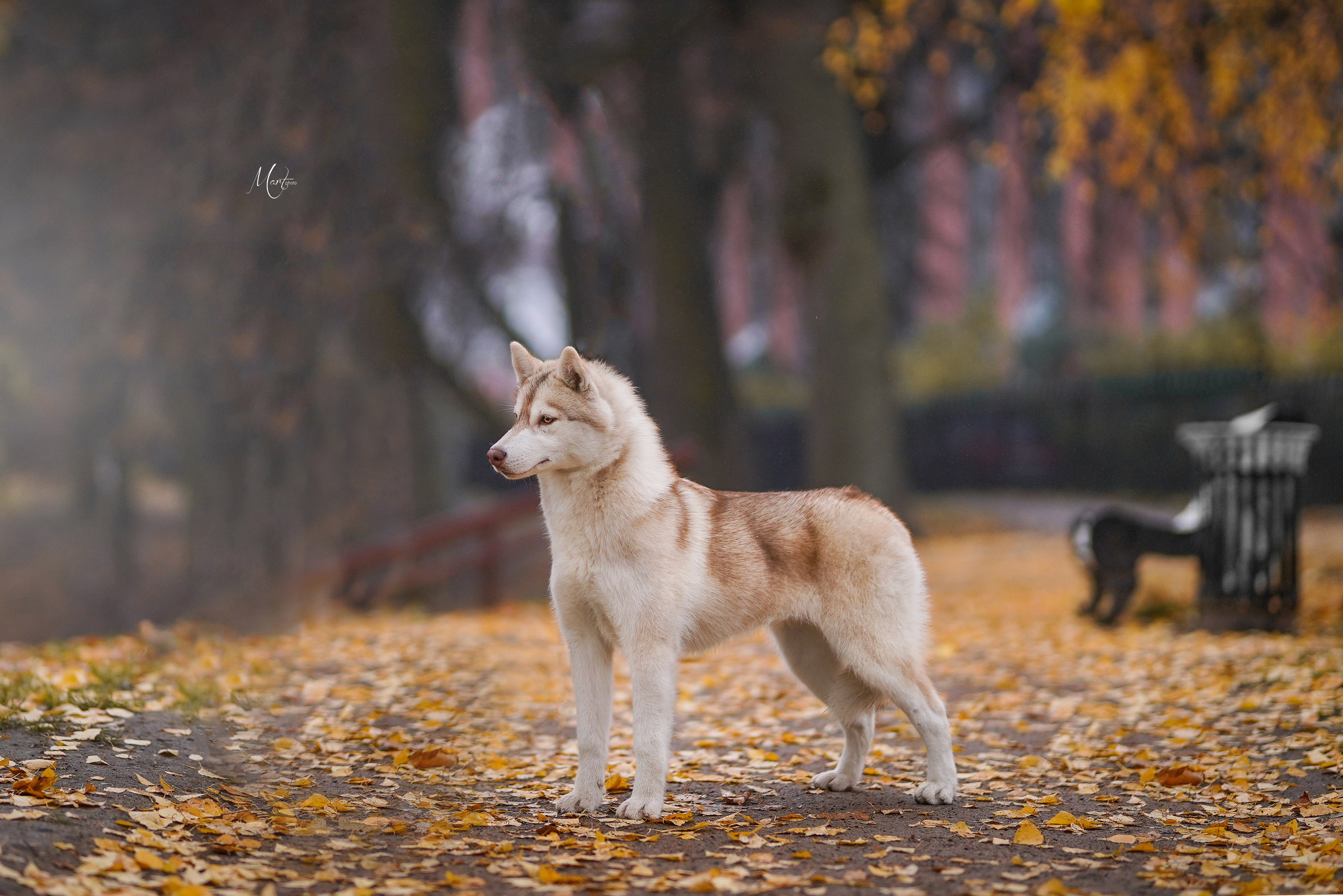 Саша и хаси. Фотограф-анималист в Санкт-Петербурге Яна Мартынова