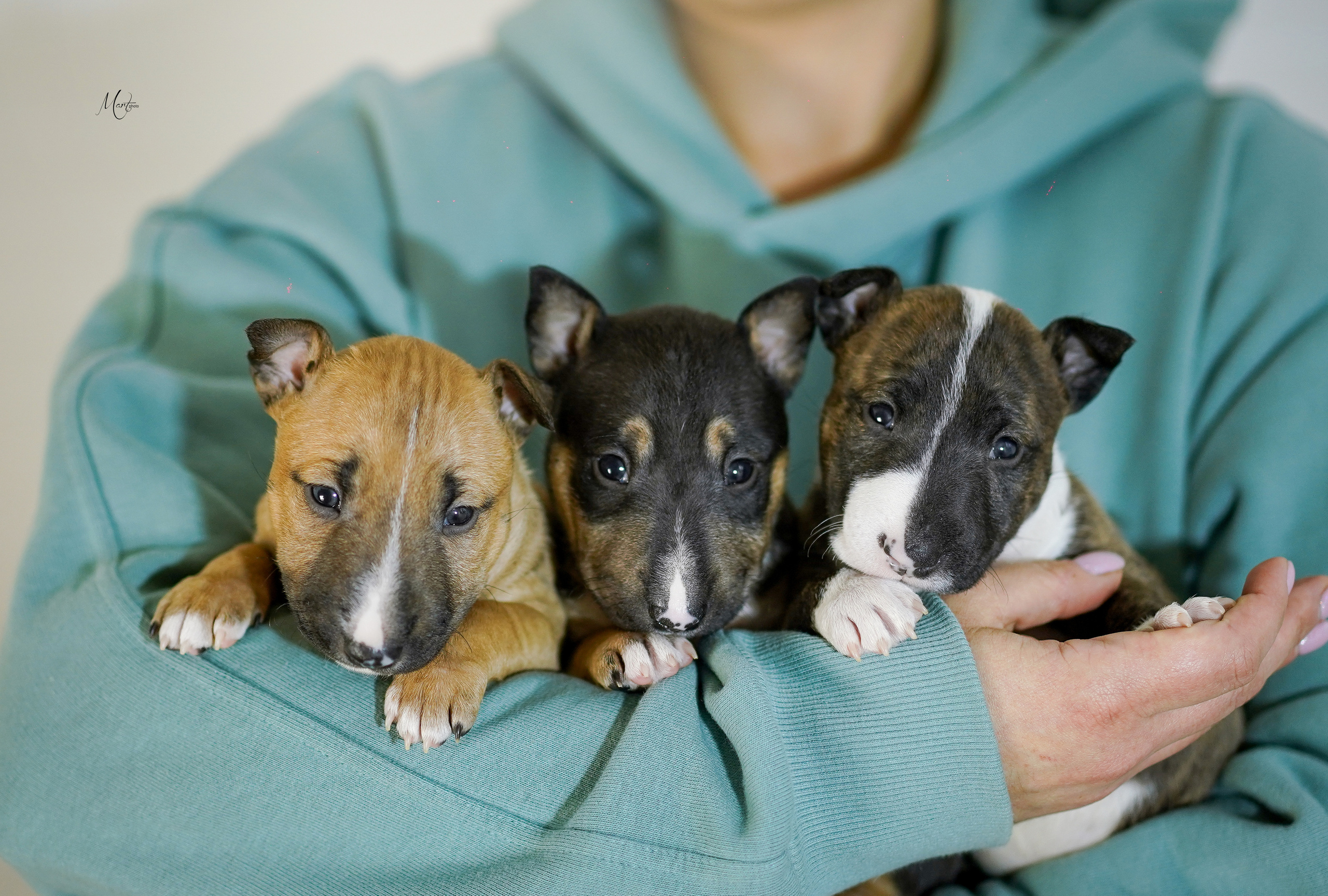 Щенки минибуля. Фотограф-анималист в Санкт-Петербурге Яна Мартынова