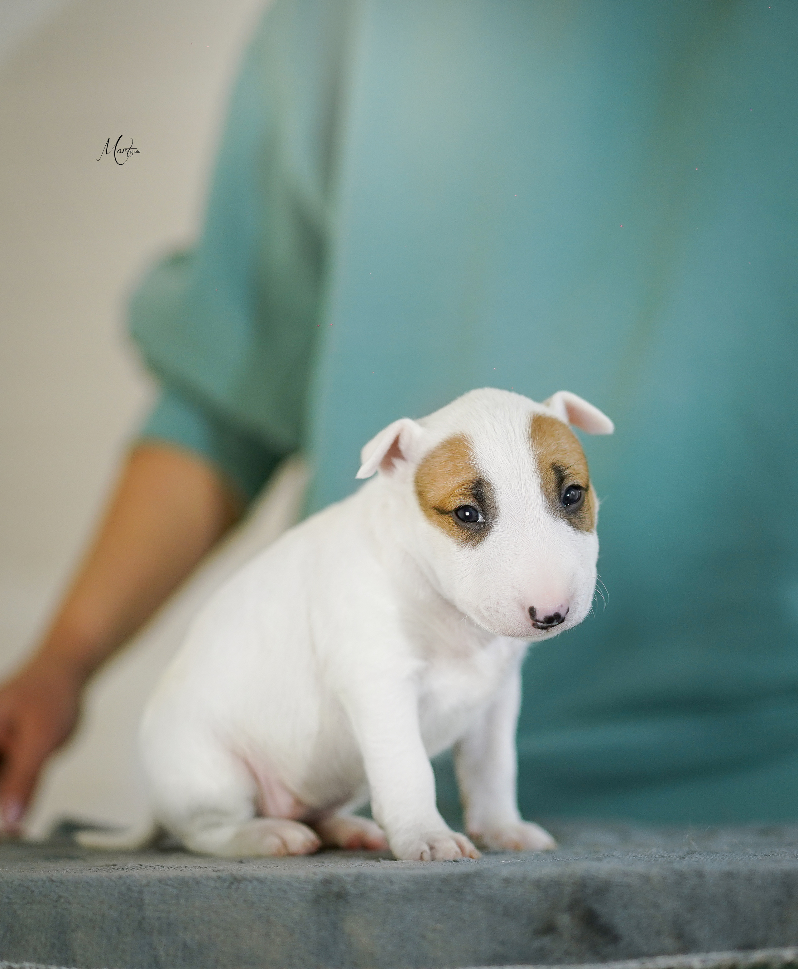 Щенки минибуля. Фотограф-анималист в Санкт-Петербурге Яна Мартынова