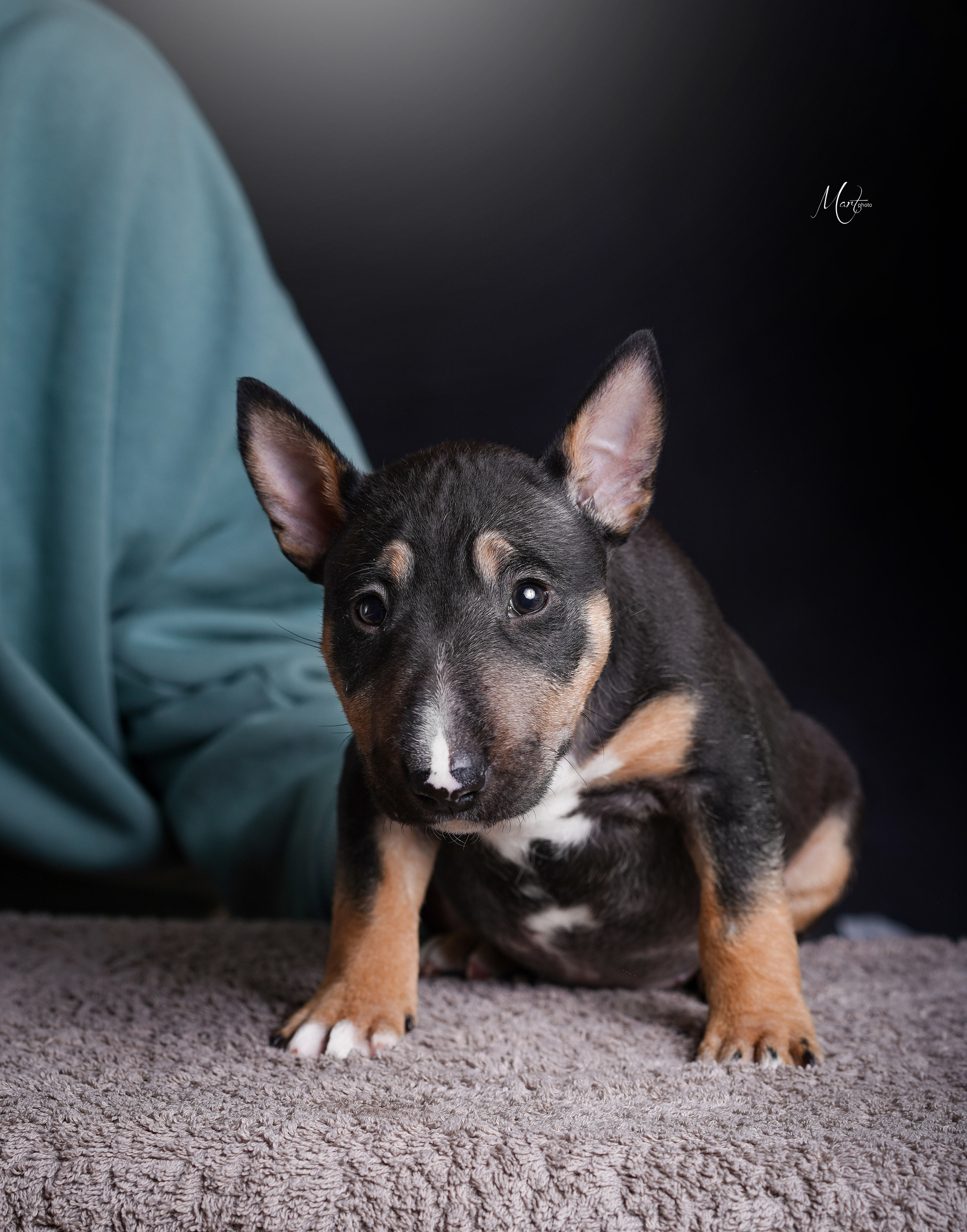 Щенки минибуля. Фотограф-анималист в Санкт-Петербурге Яна Мартынова