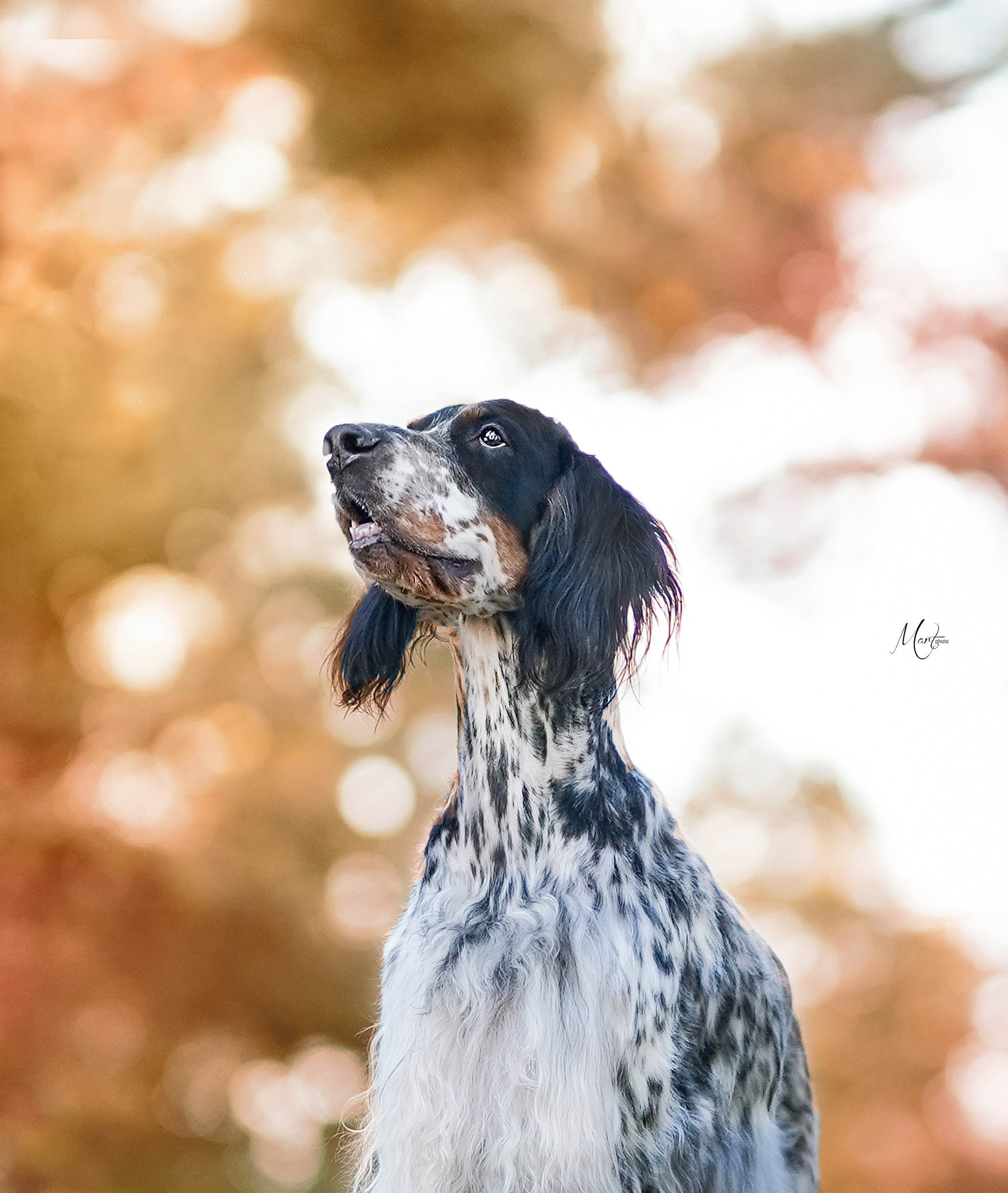 Таисия и Фифа. Фотограф-анималист в Санкт-Петербурге Яна Мартынова