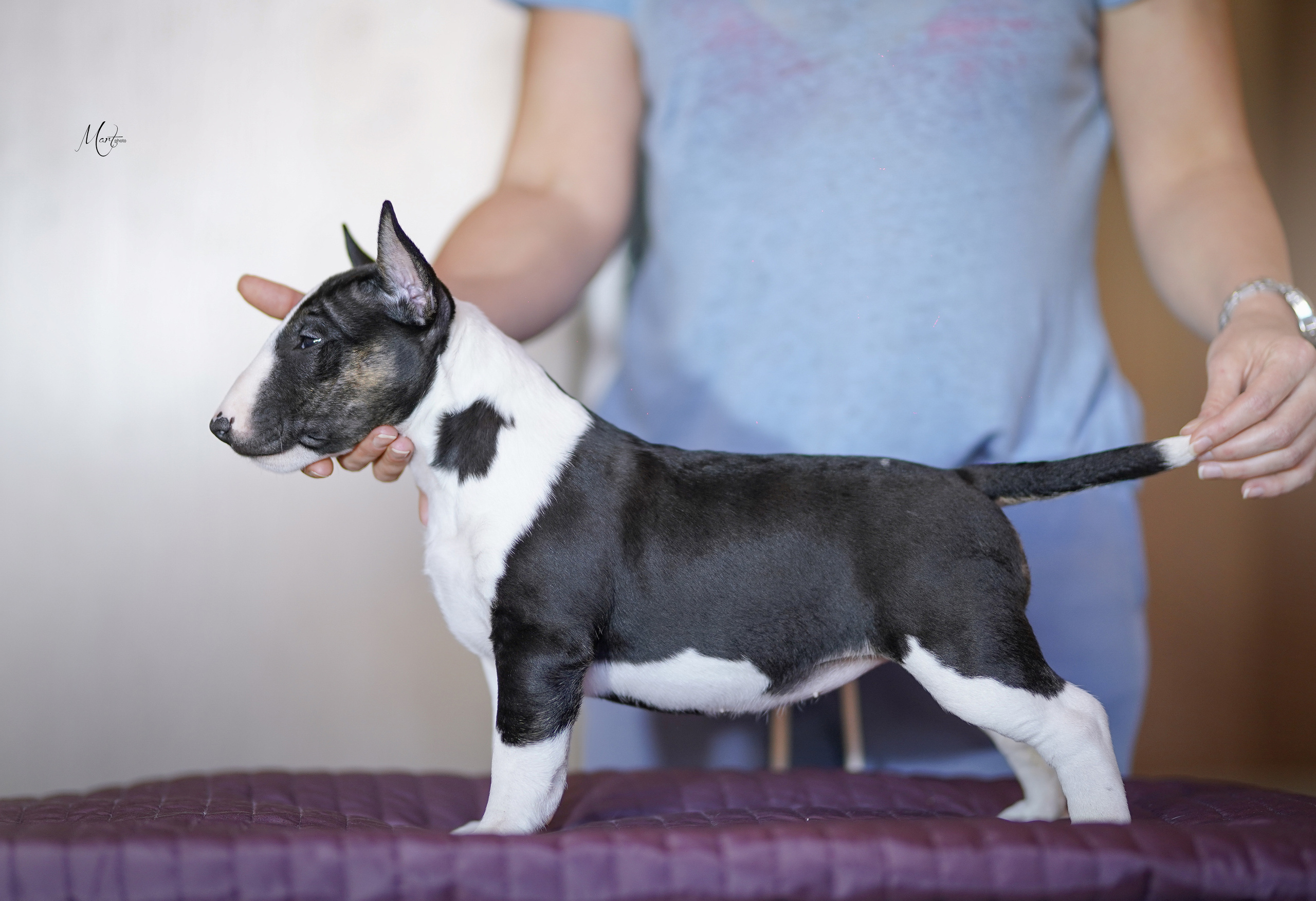 Щенки минибуля. Фотограф-анималист в Санкт-Петербурге Яна Мартынова