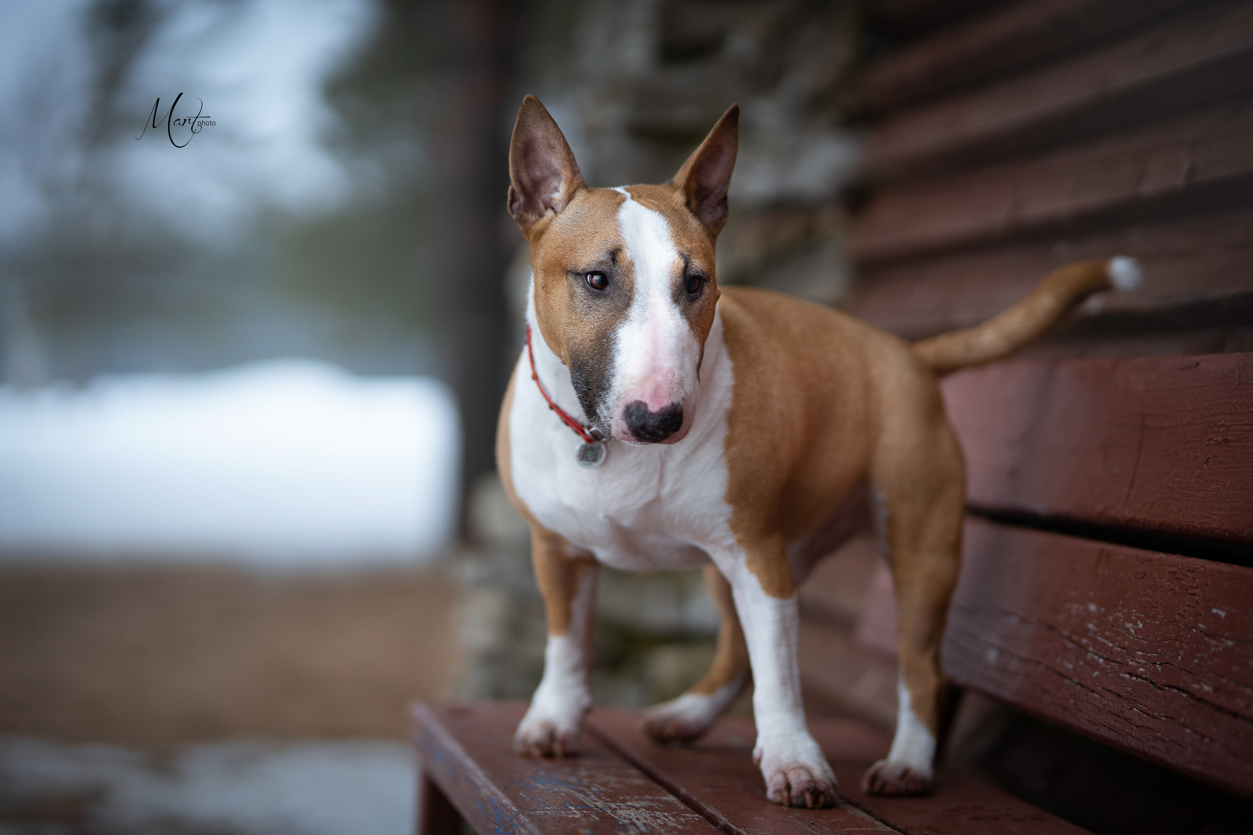 Пляж Финского залива в марте. Фотограф-анималист в Санкт-Петербурге Яна Мартынова