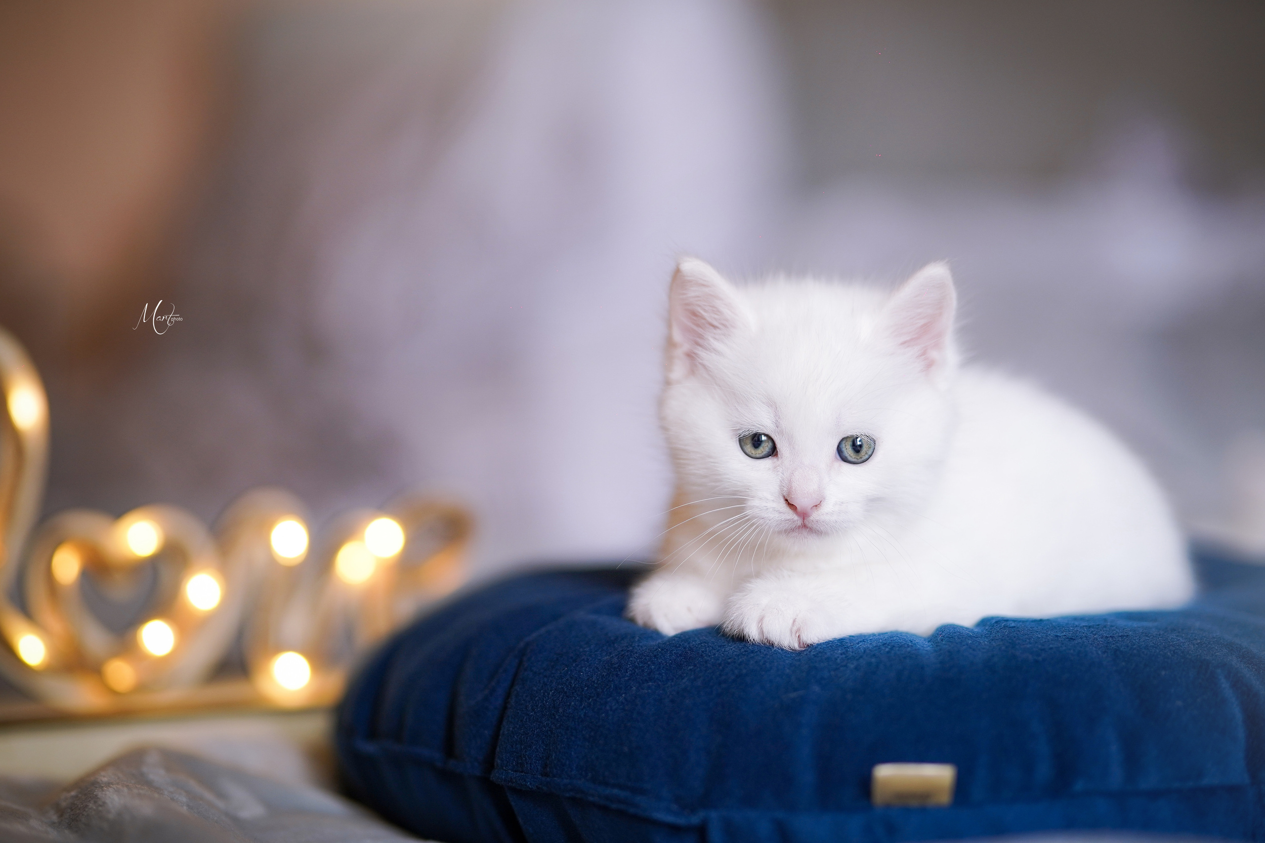 Котята. Фотограф-анималист в Санкт-Петербурге Яна Мартынова