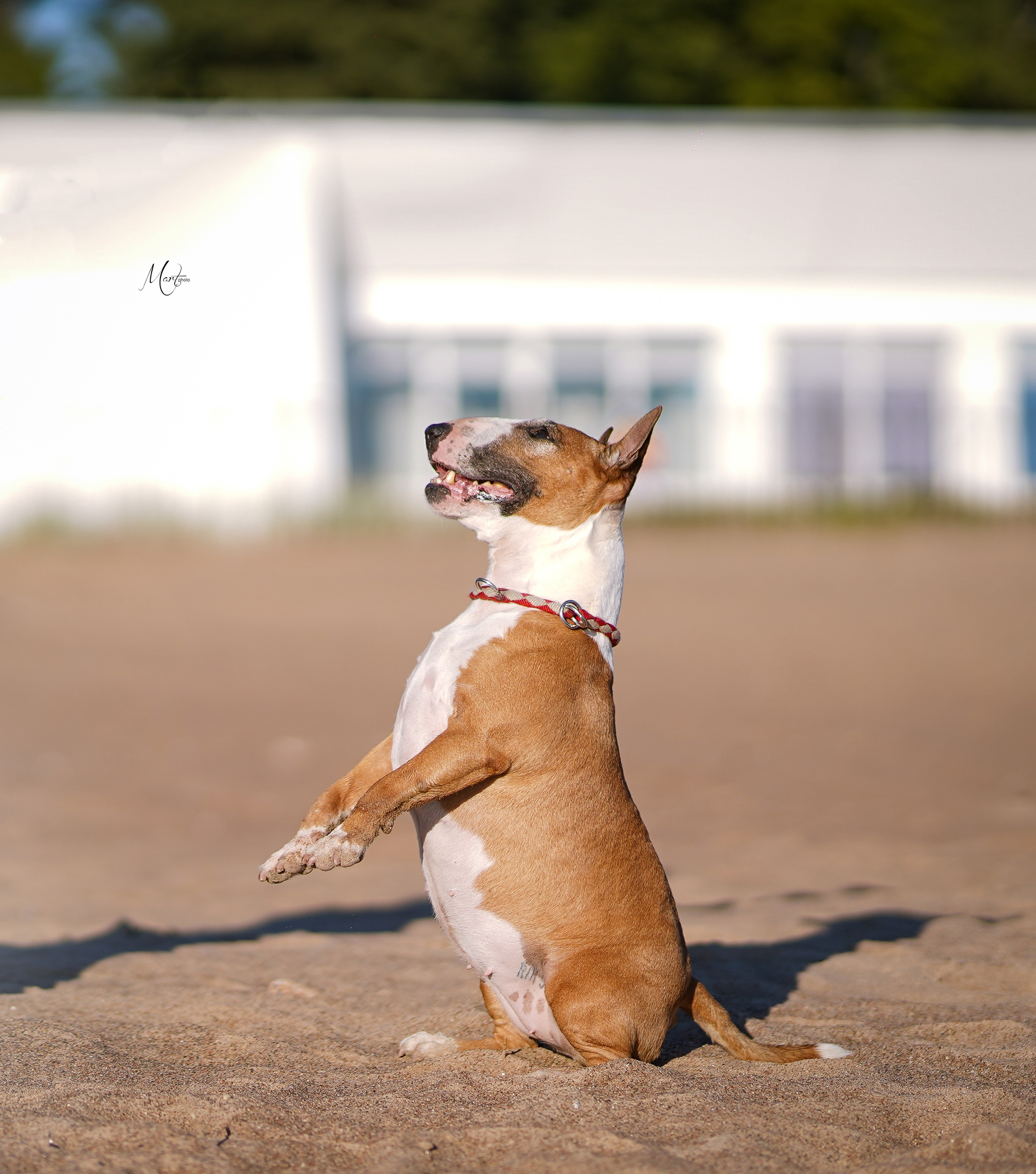 Моня, Оксана и Таисия. Фотограф-анималист в Санкт-Петербурге Яна Мартынова
